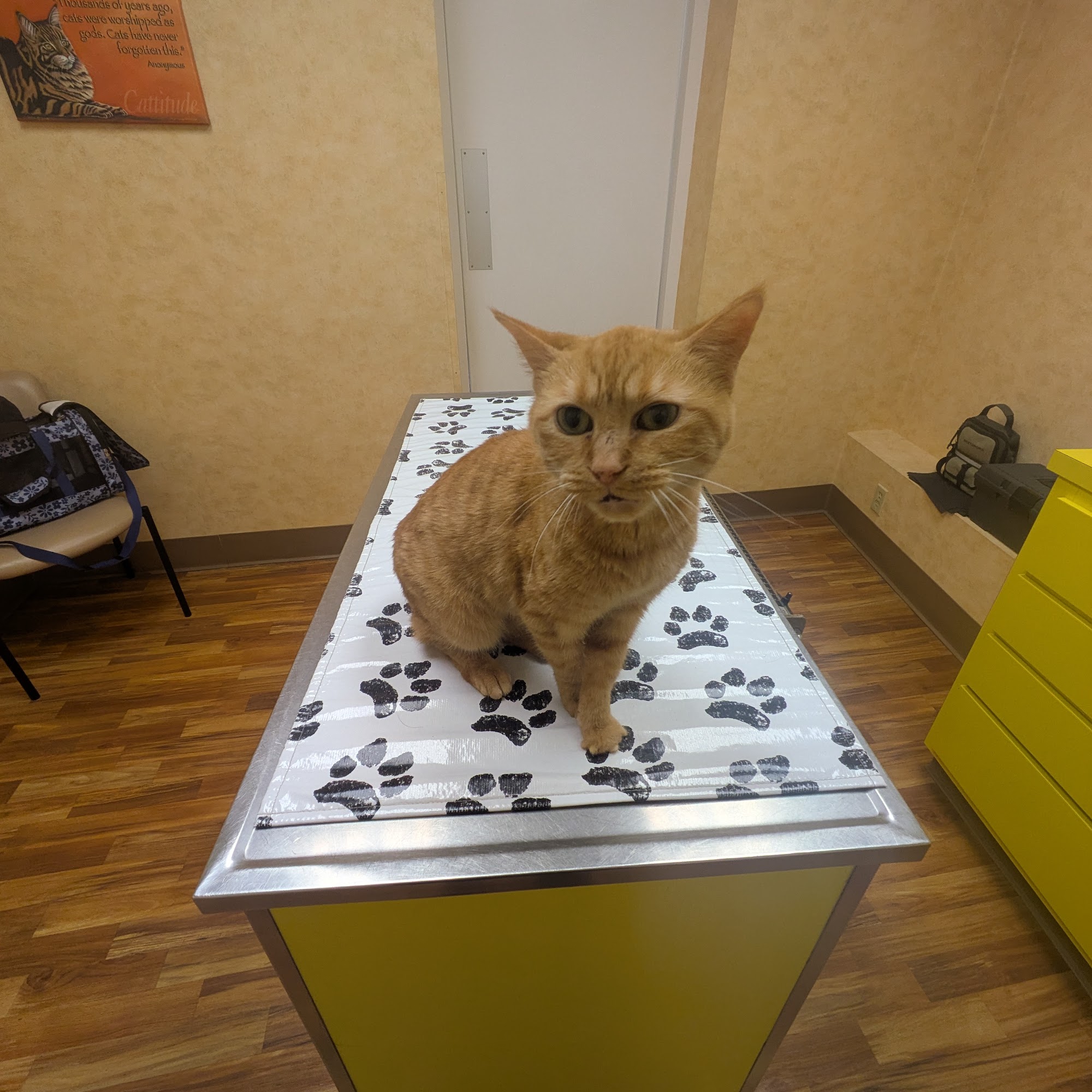 St Louis Hills Veterinary Clinic St. Louis