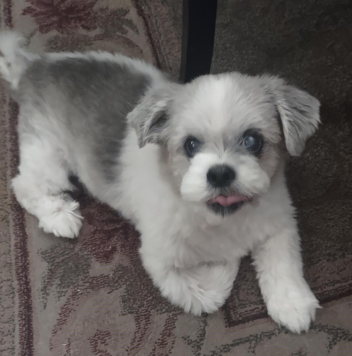 Hampton Animal Hospital St. Louis