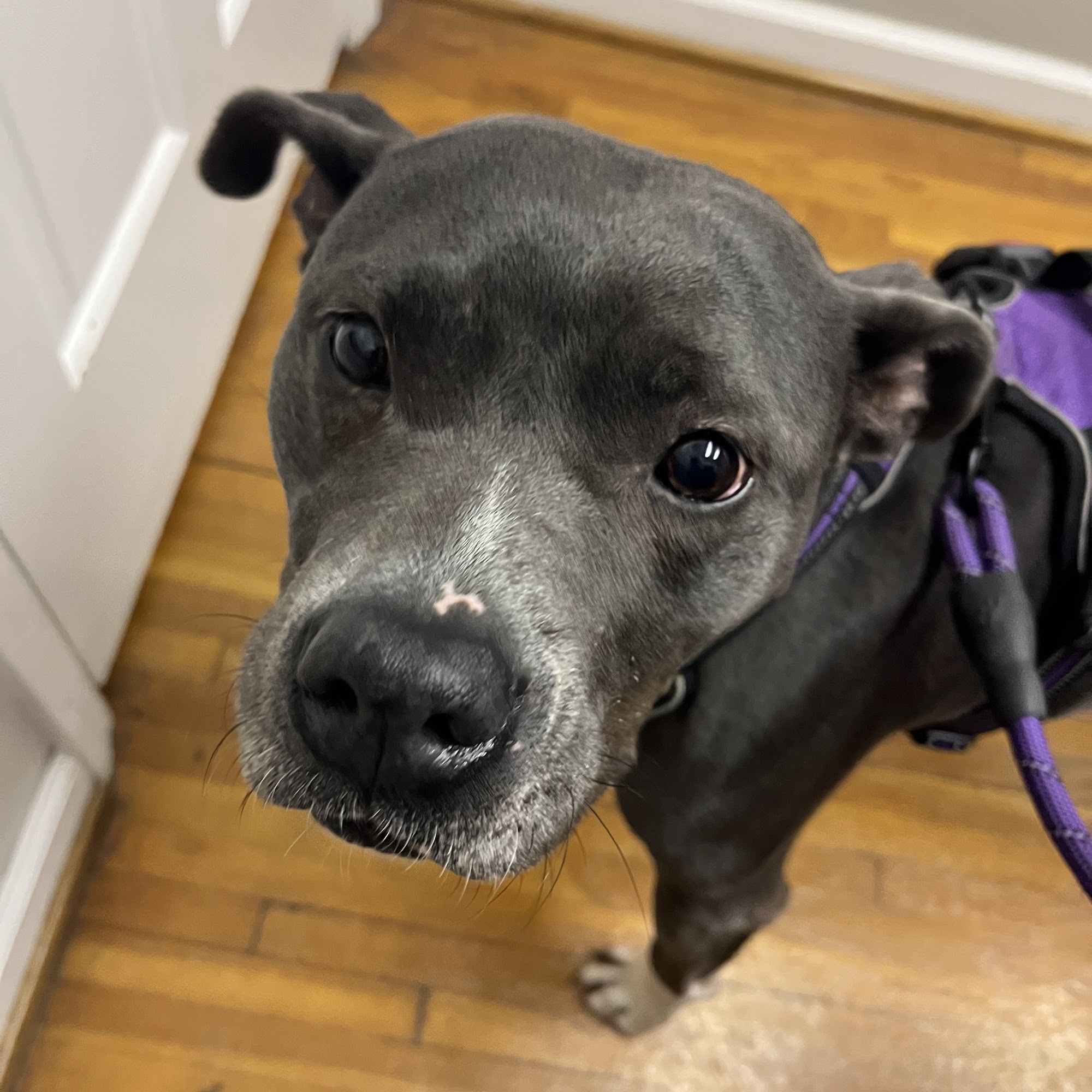 Hampton Animal Hospital St. Louis