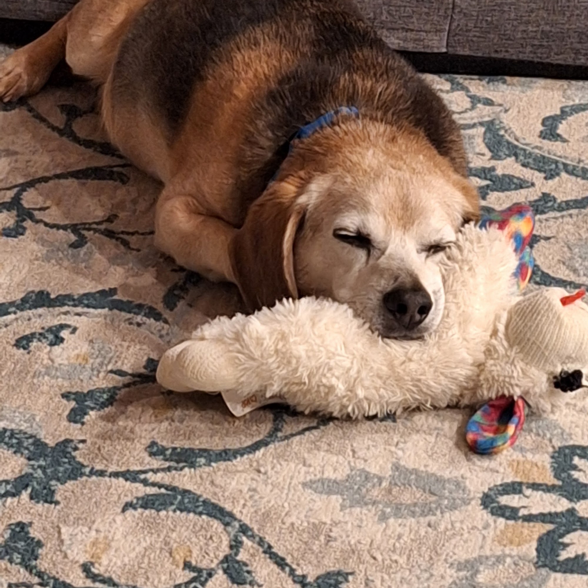 Affton Veterinary Clinic St. Louis