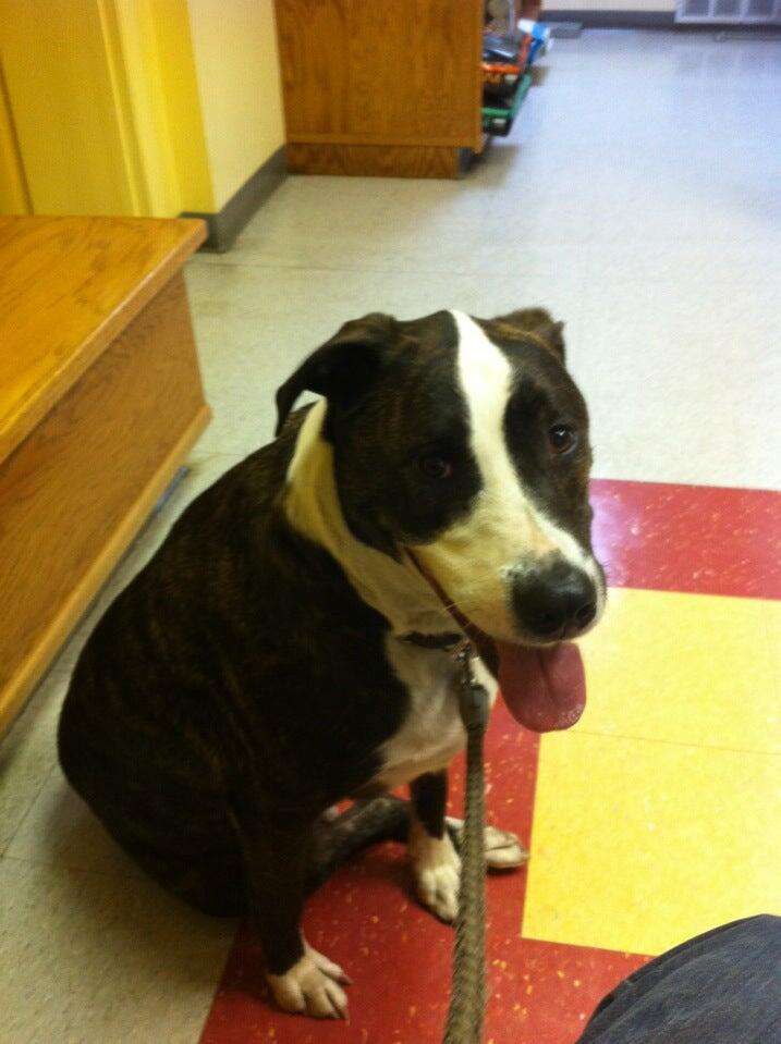 Chippewa Animal Hospital St. Louis