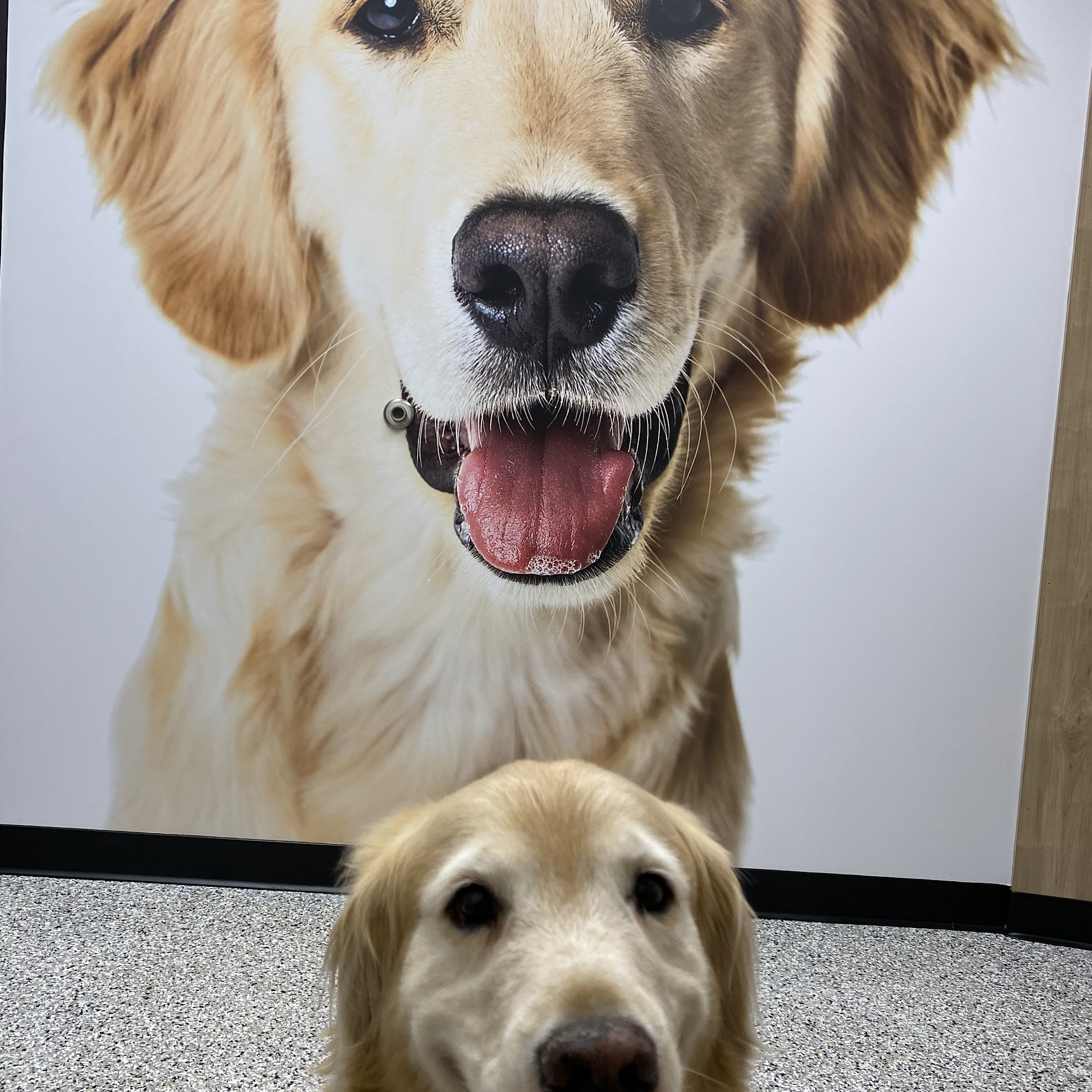 Chippewa Animal Hospital St. Louis