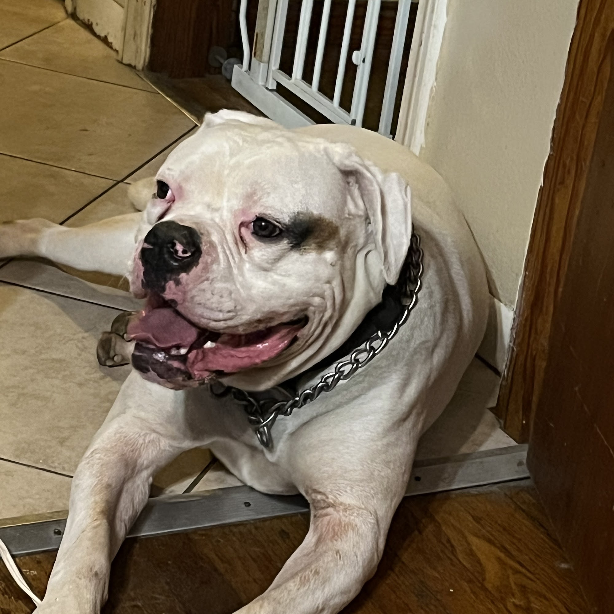 Tesson Ferry Veterinary Hospital St. Louis