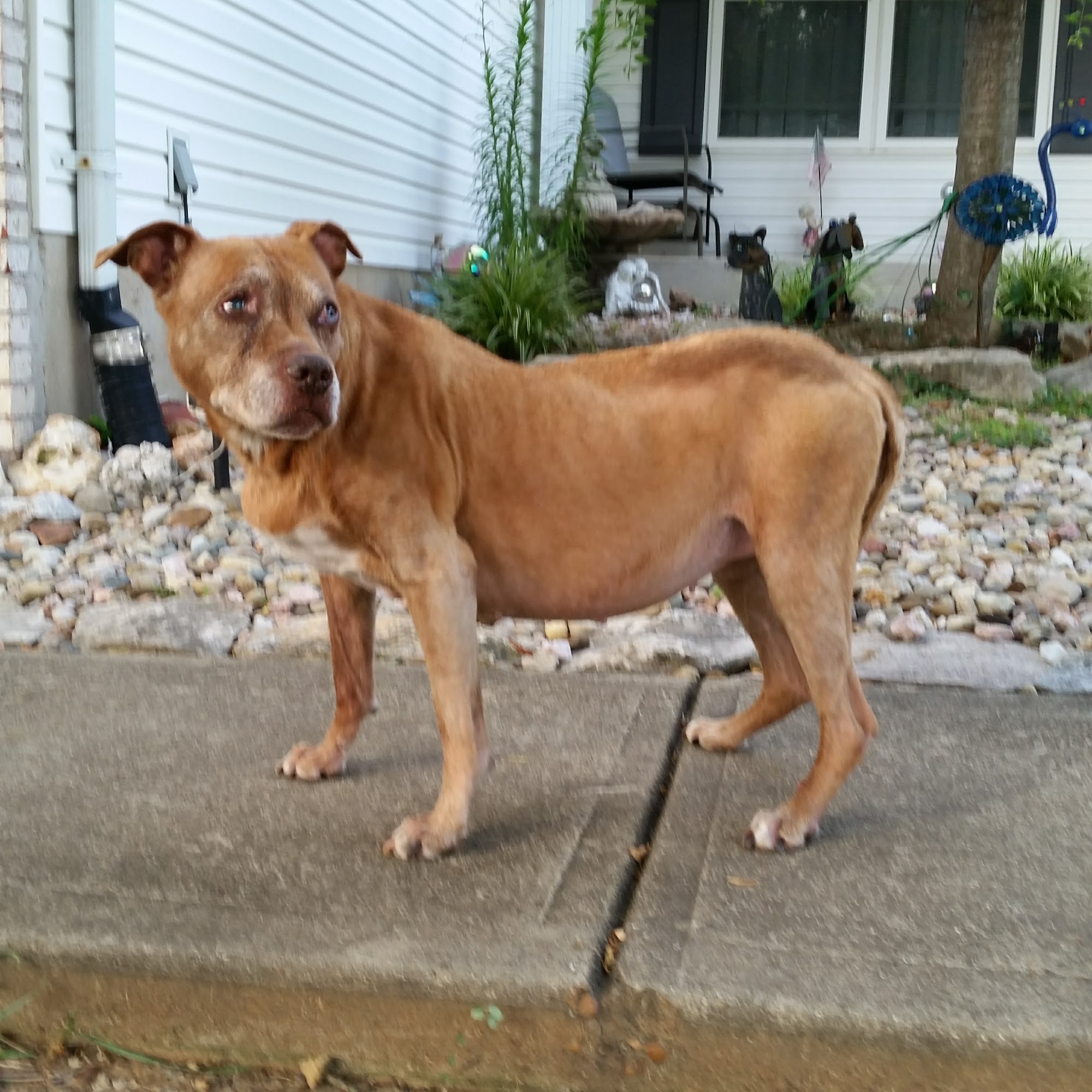 Tesson Ferry Veterinary Hospital St. Louis