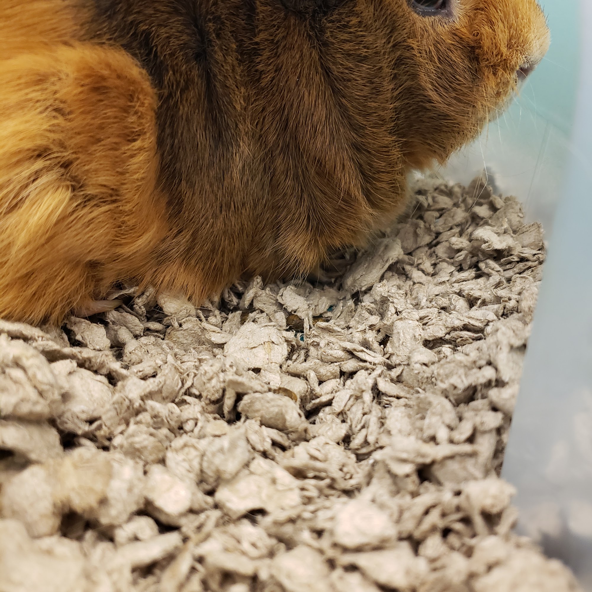 Family Pet Hospital St. Louis