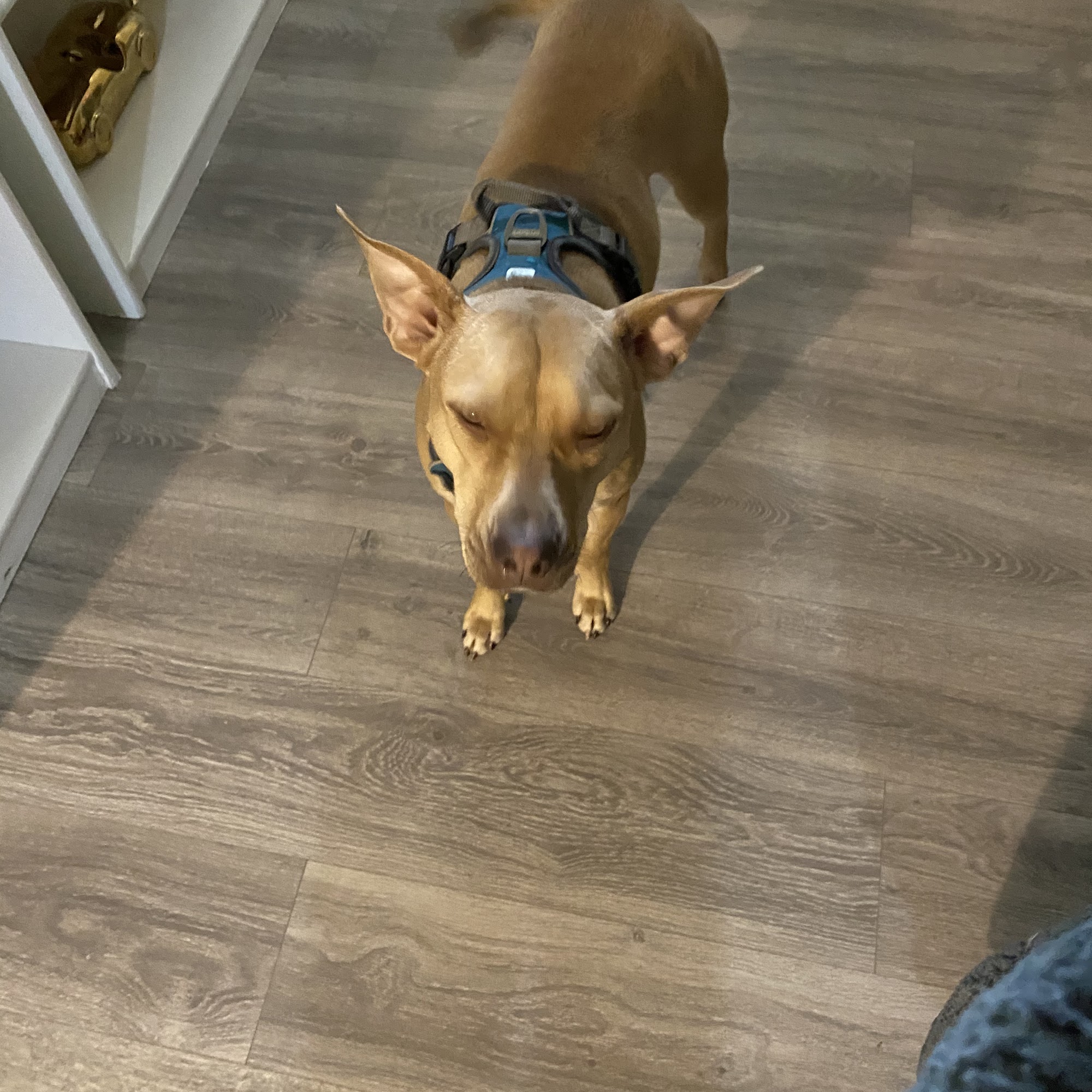 Humane Society of Missouri St. Louis