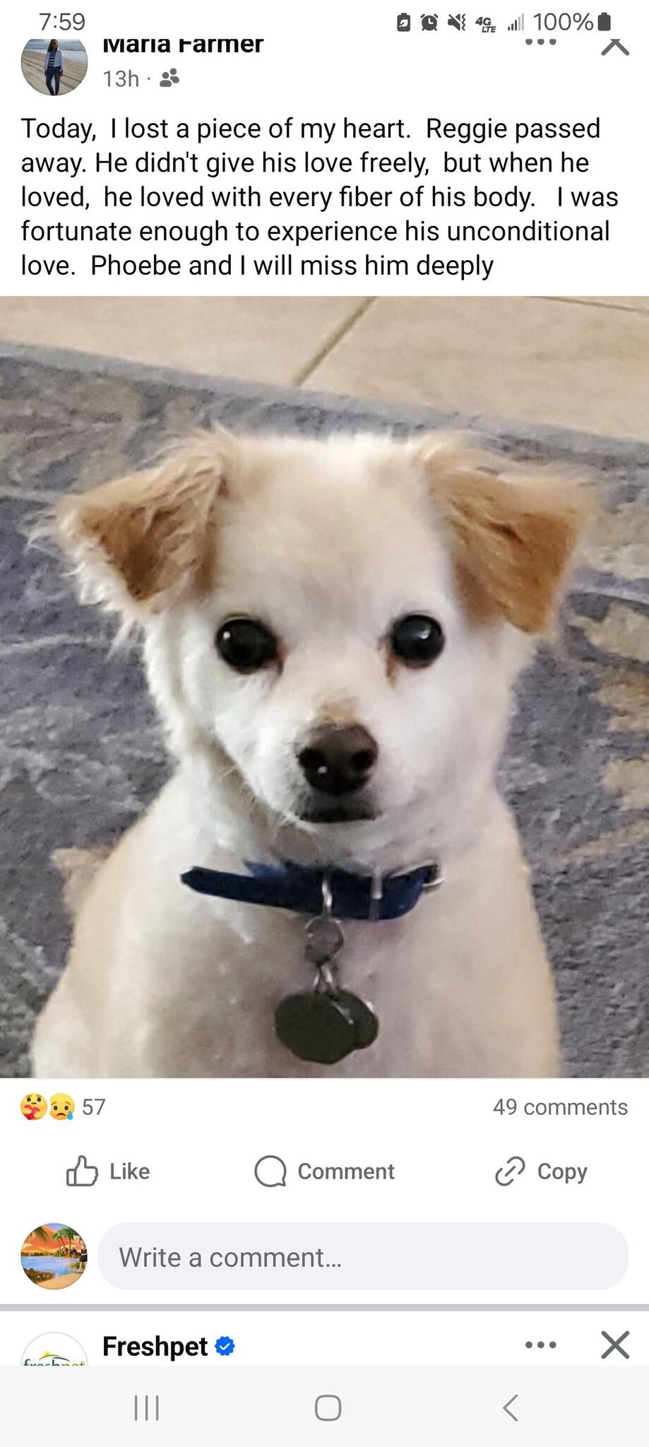 Pampered Canine St. Louis