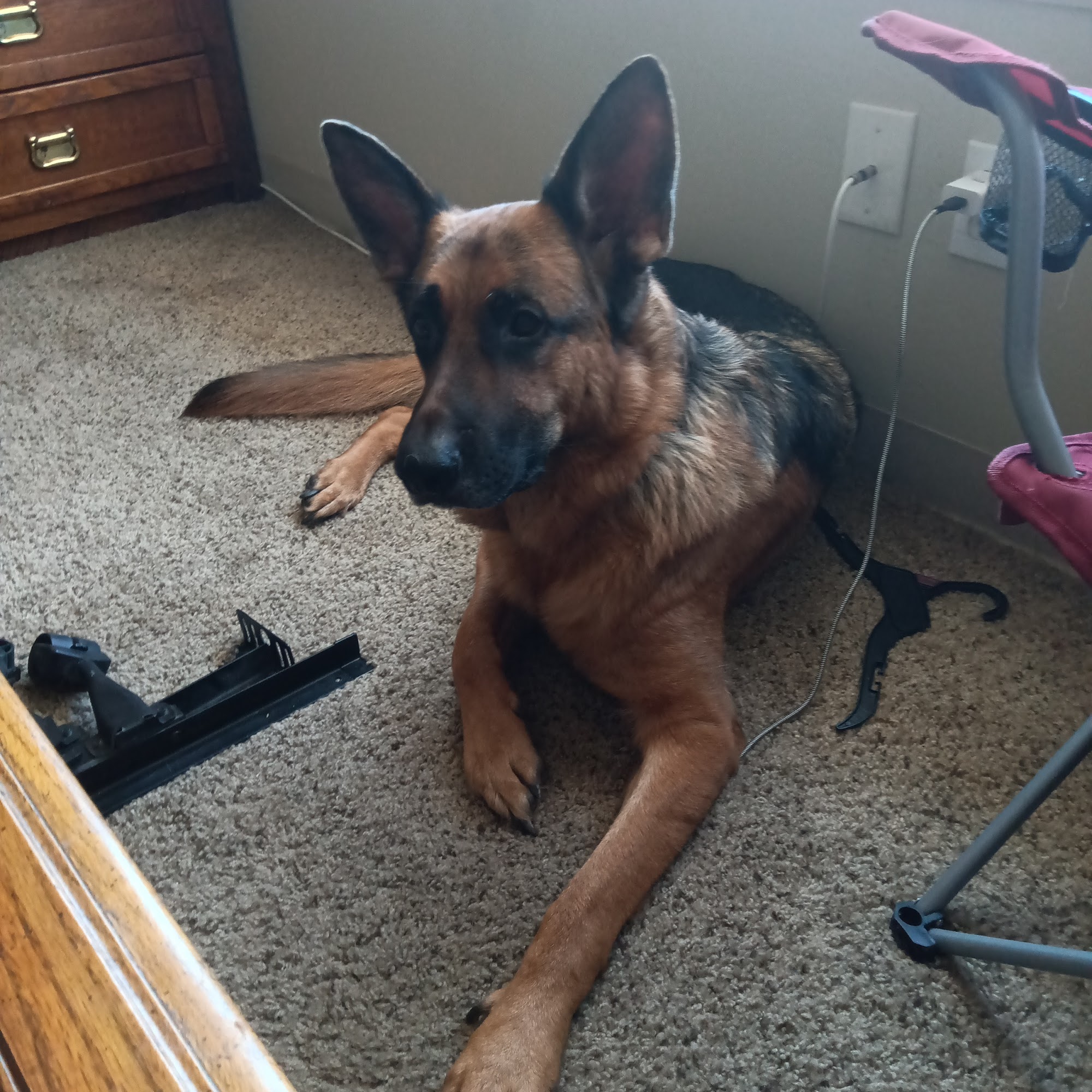 Pampered Canine St. Louis