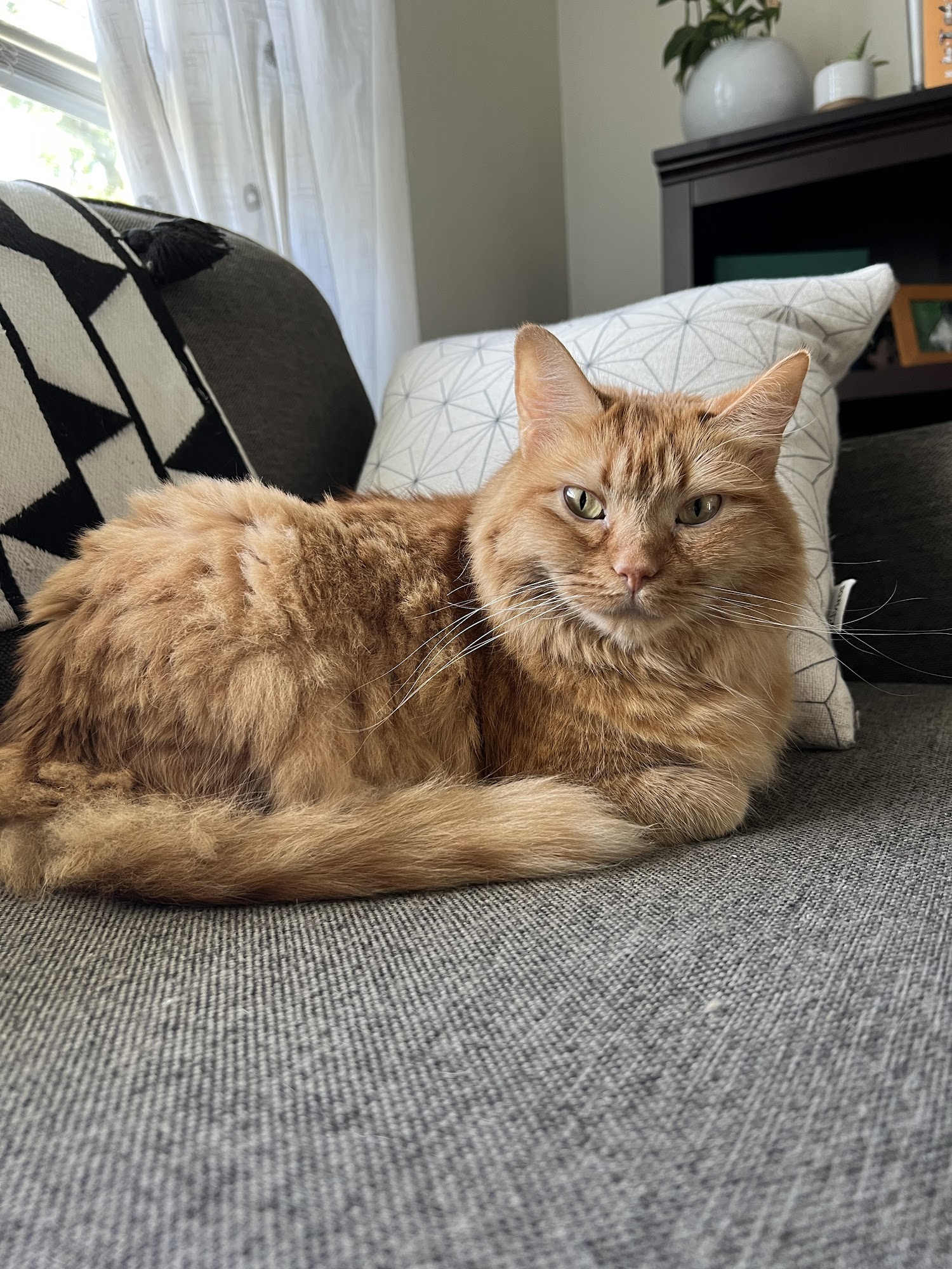 Pet Supplies Plus Concord St. Louis