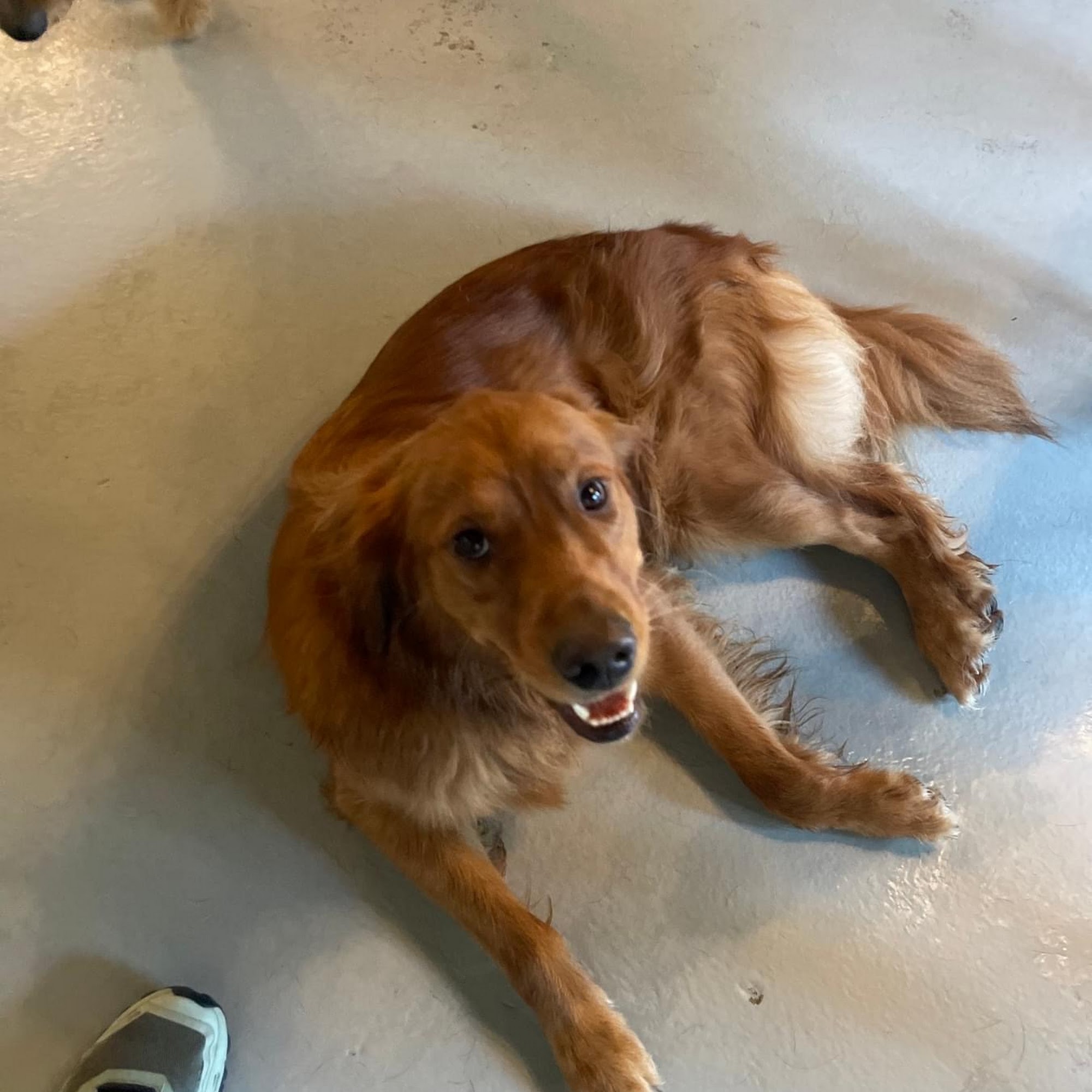 Love Unleashed Daycare and Boarding St. Louis