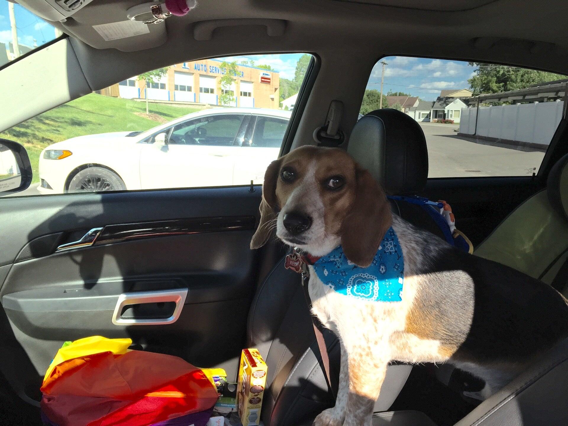 Kennelwood Pet Resort St. Louis