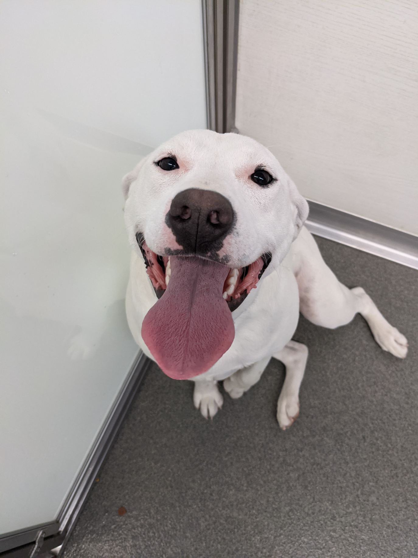 Kennelwood Pet Resort St. Louis