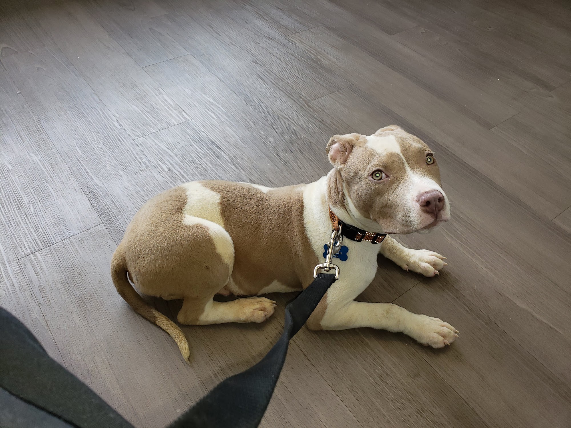 City Paws Veterinary Clinic St. Louis