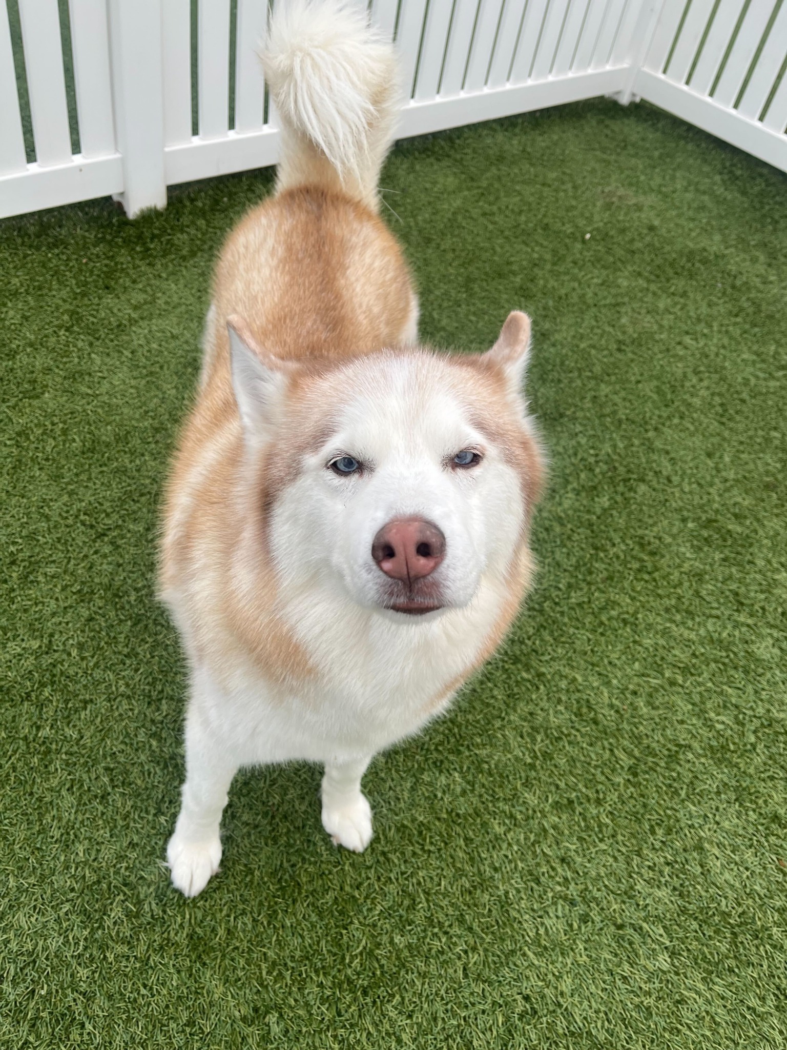 Creve Coeur Animal Hospital St. Louis