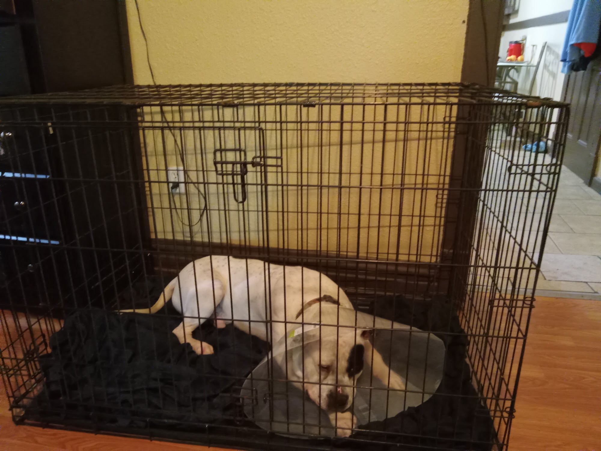 Bi-State Pet Food Pantry St. Louis