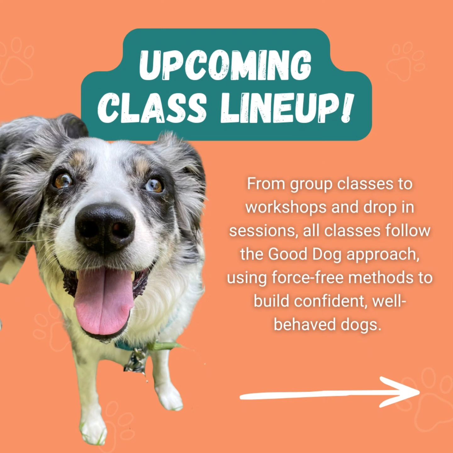 Good Dog Enrichment and Training St. Louis