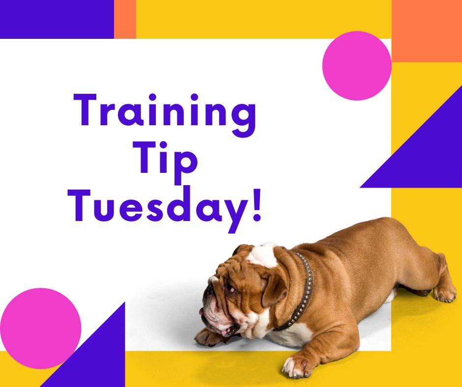 Arch City Dog Boarding St. Louis