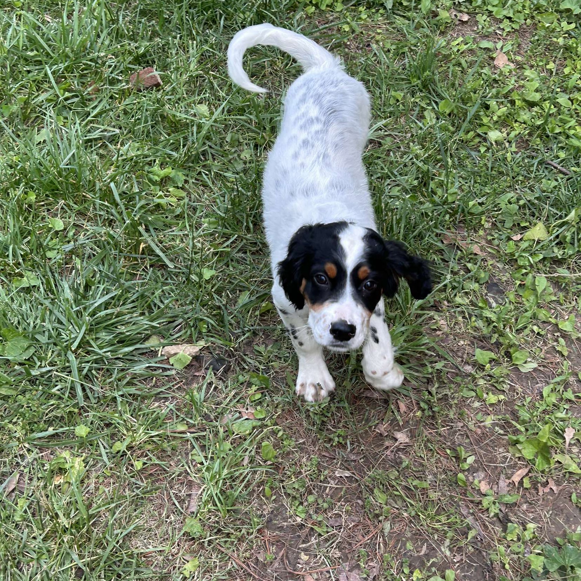 Youngs Dog Training LLC St. Louis