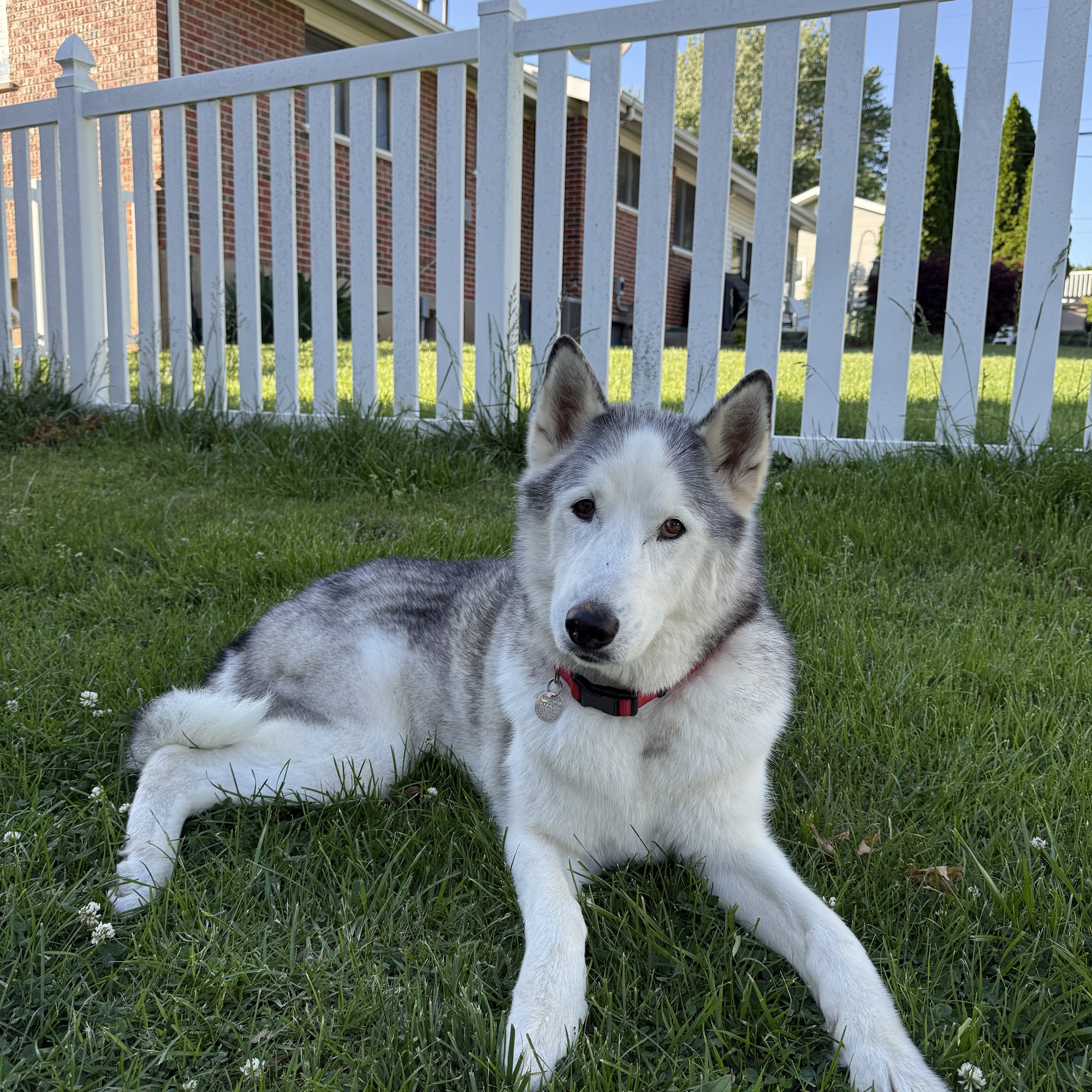 K-9 grooming St. Louis