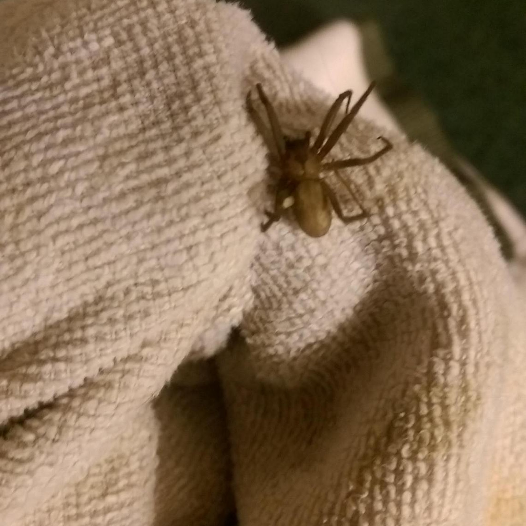 All American Pest Control