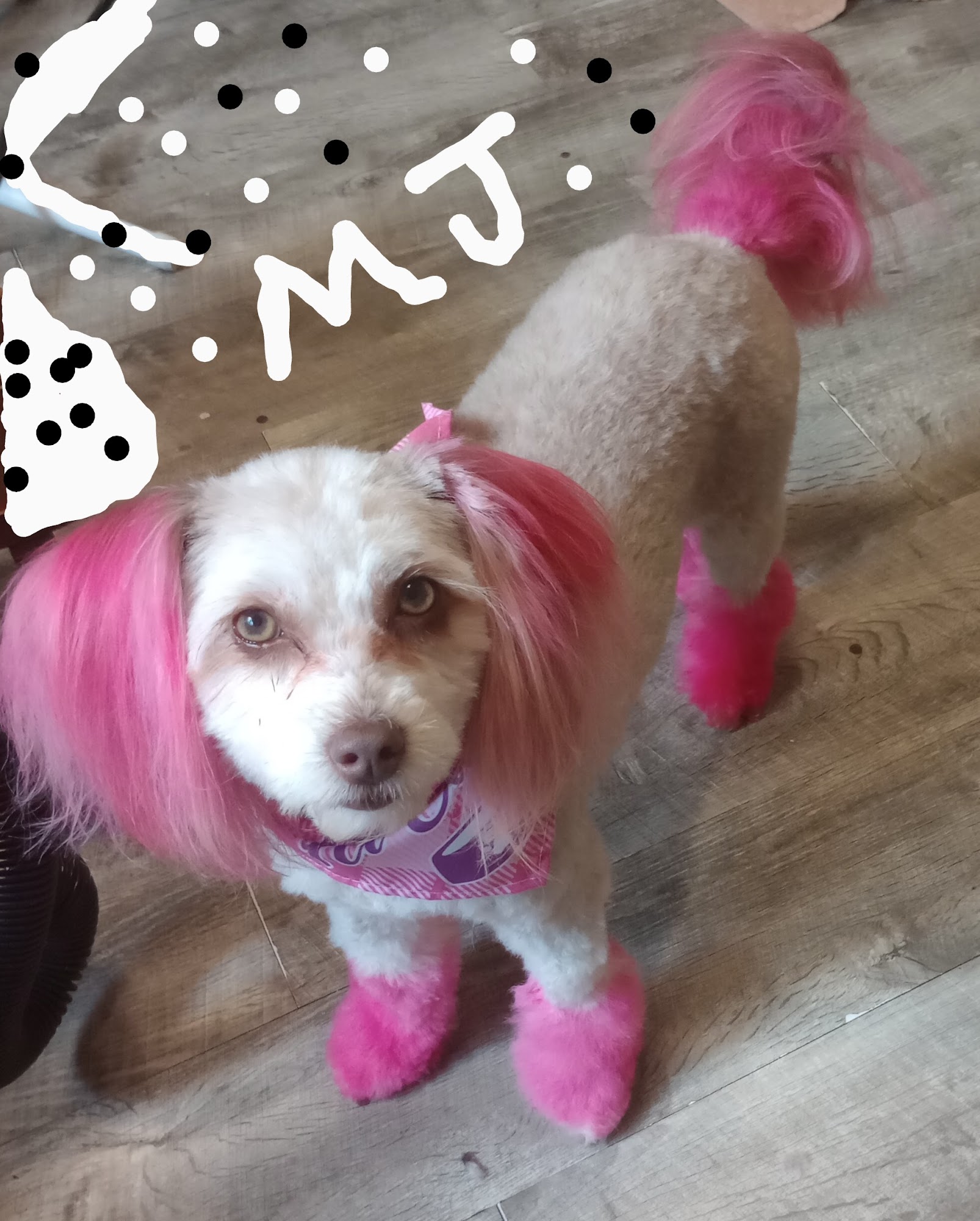 Therapeutic Dog Grooming St. Louis