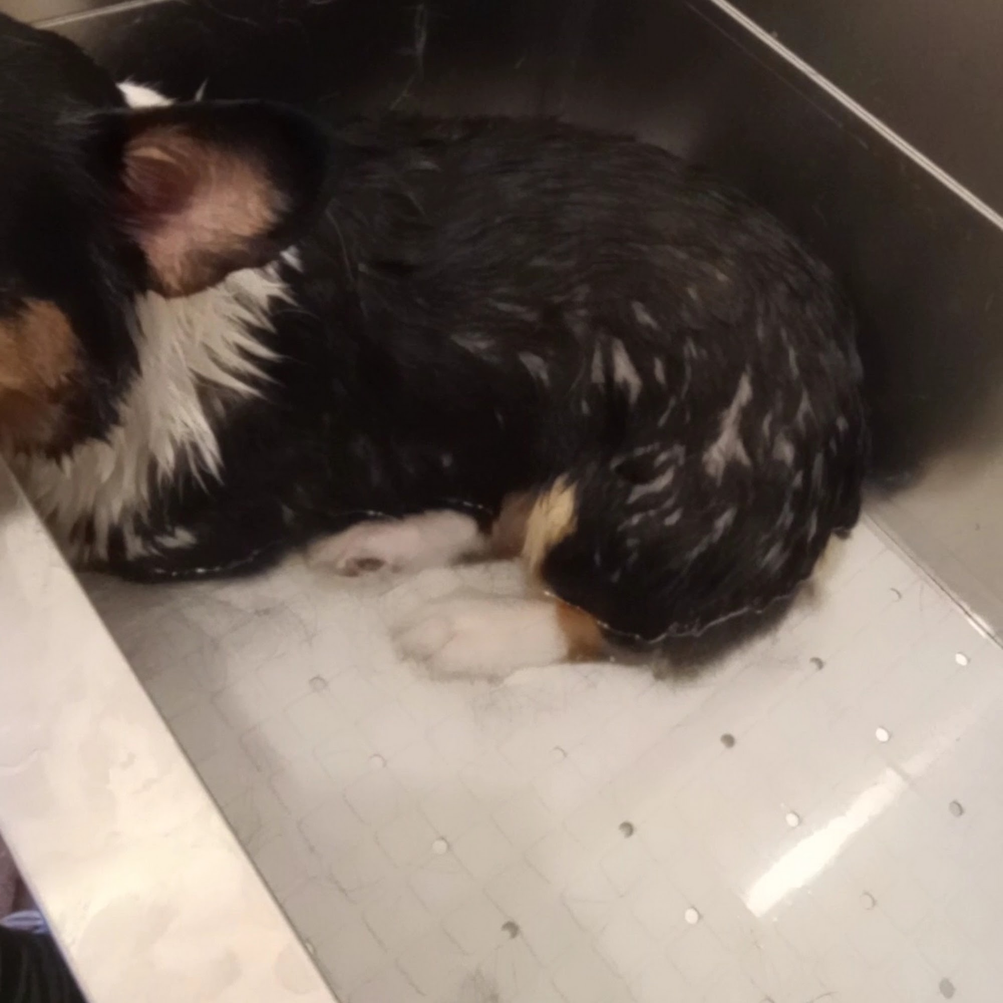 Therapeutic Dog Grooming St. Louis