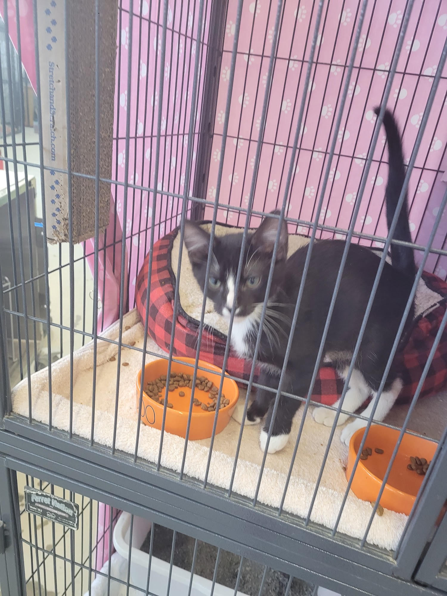 Animal House Cat Rescue and Adoption Center St. Louis