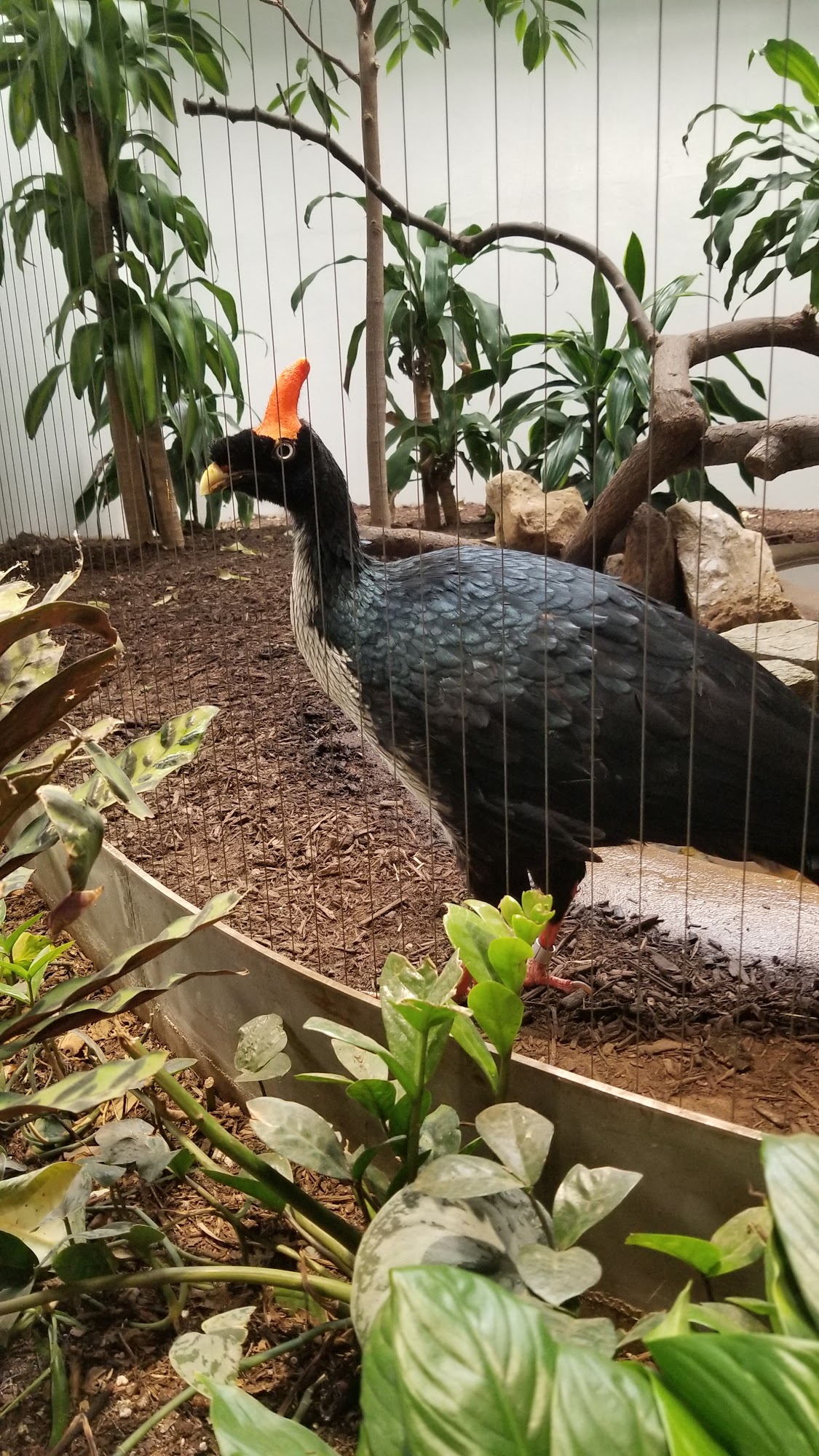 East Refreshments Menu