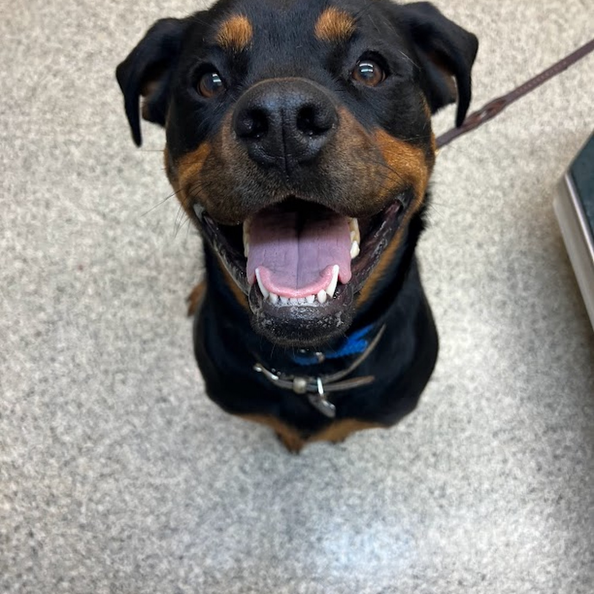 Harvester Animal Clinic St. Peters