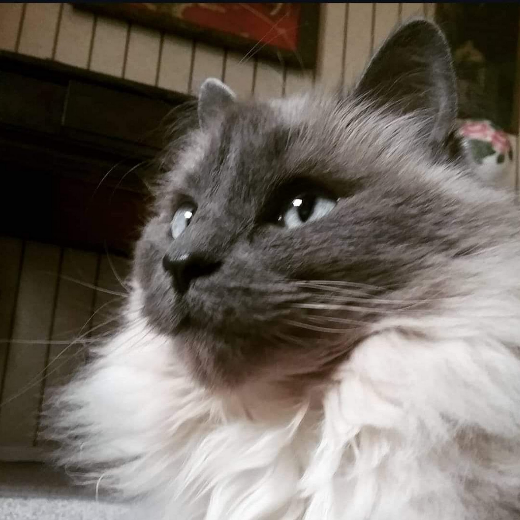 Cave Springs Pet Hospital St. Peters