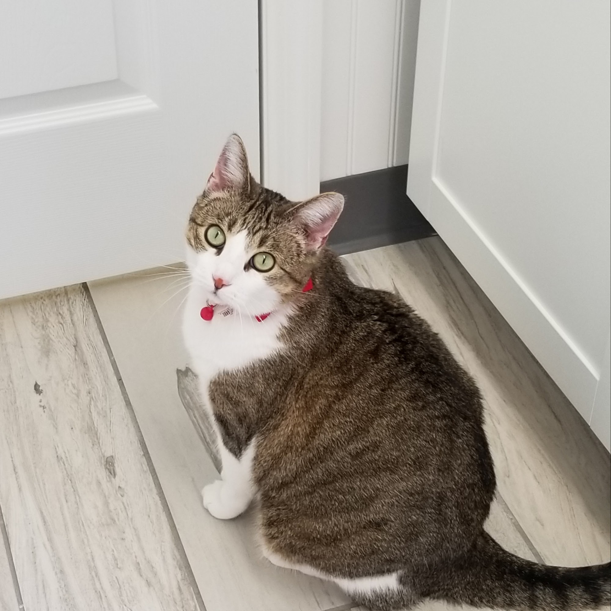 Spencer Creek Animal Hospital St. Peters