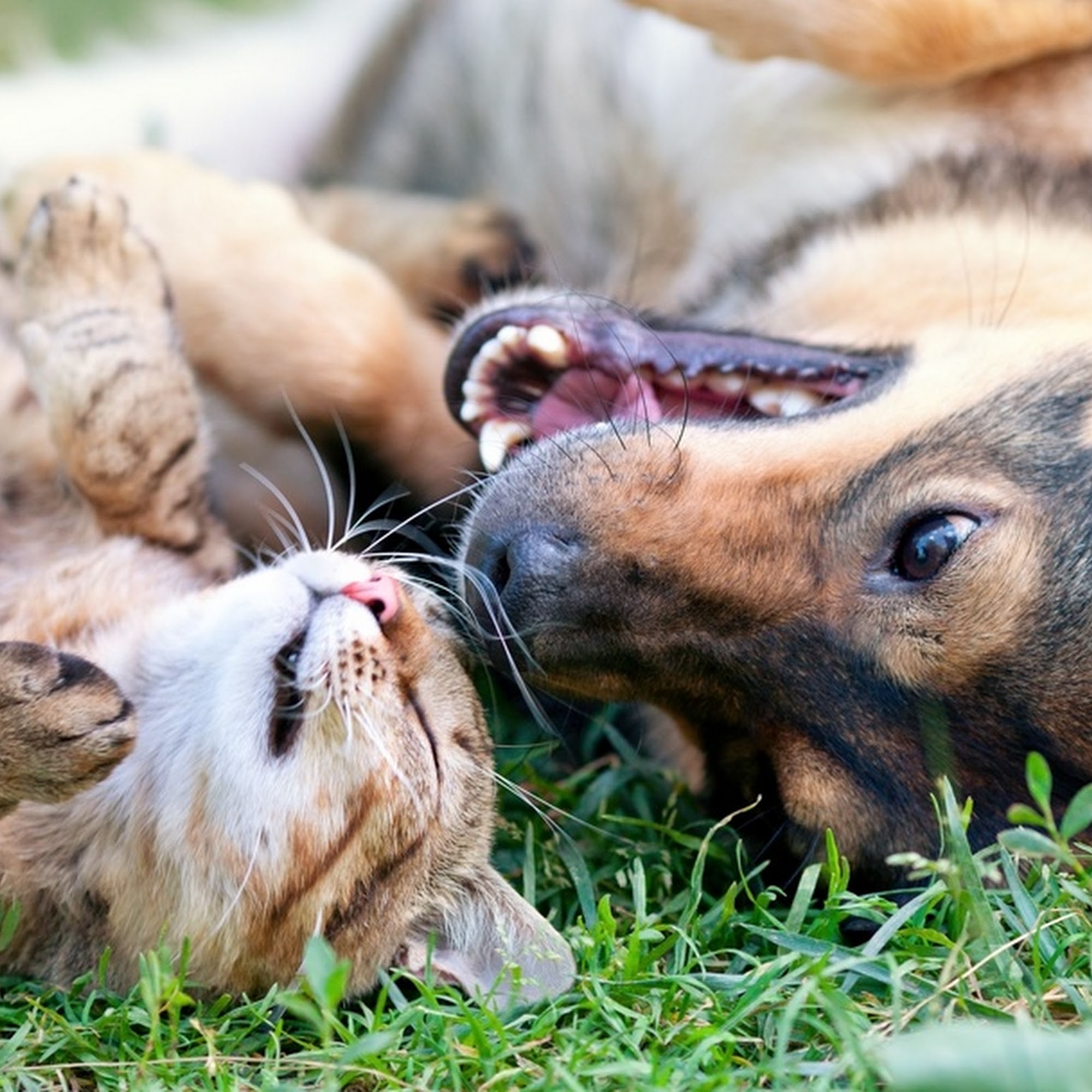 St. Peters Animal Hospital St. Peters