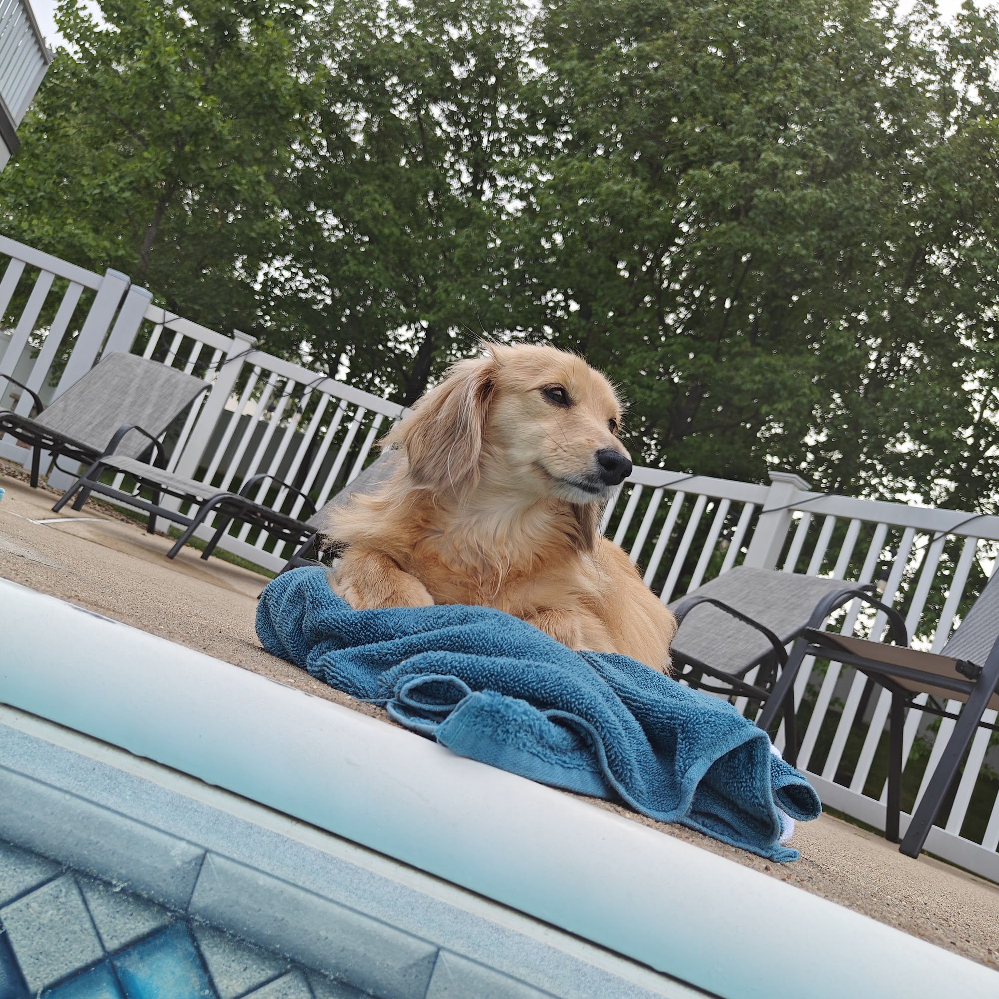 Pet Pals Animal Hospital St. Peters