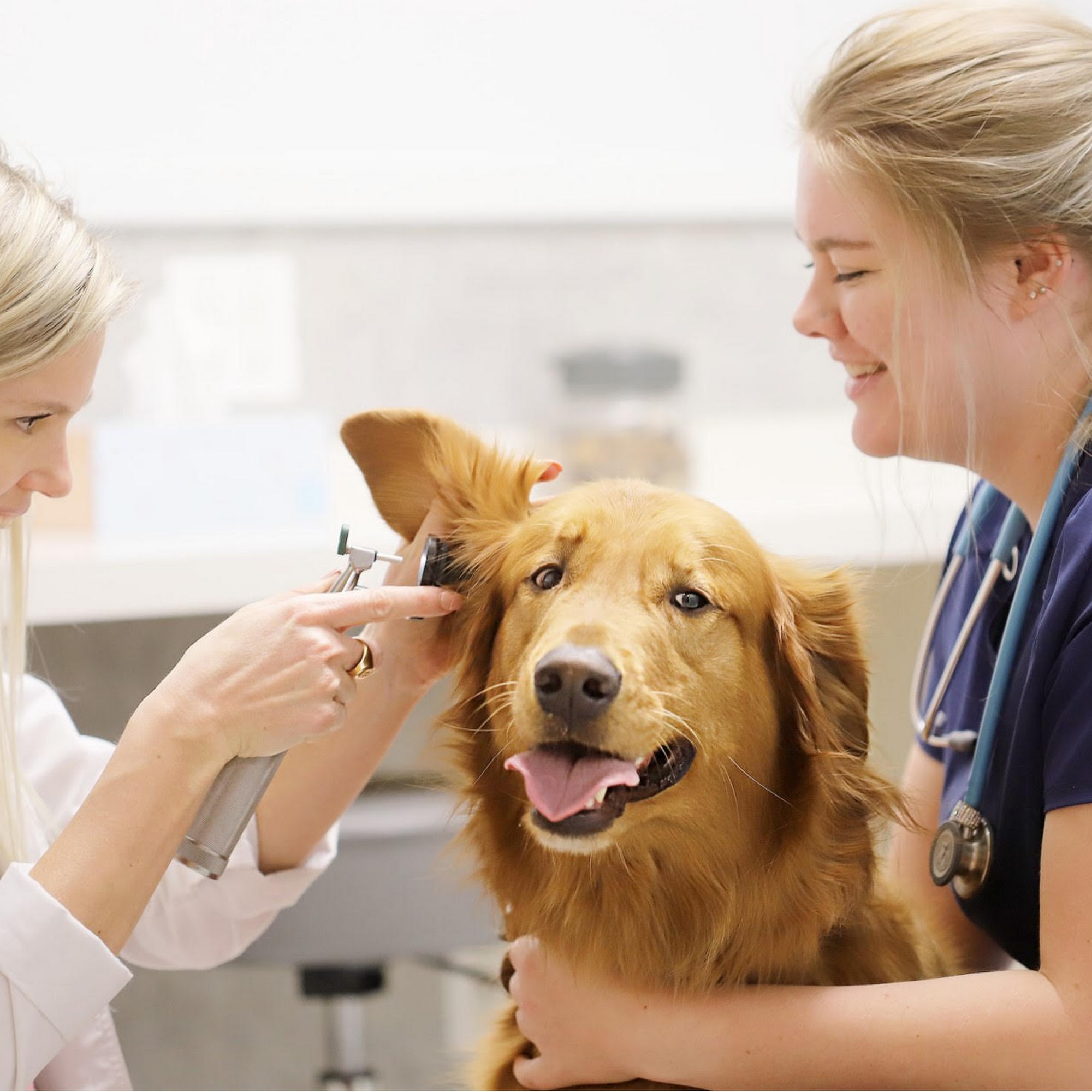 Pet Health Center St. Peters