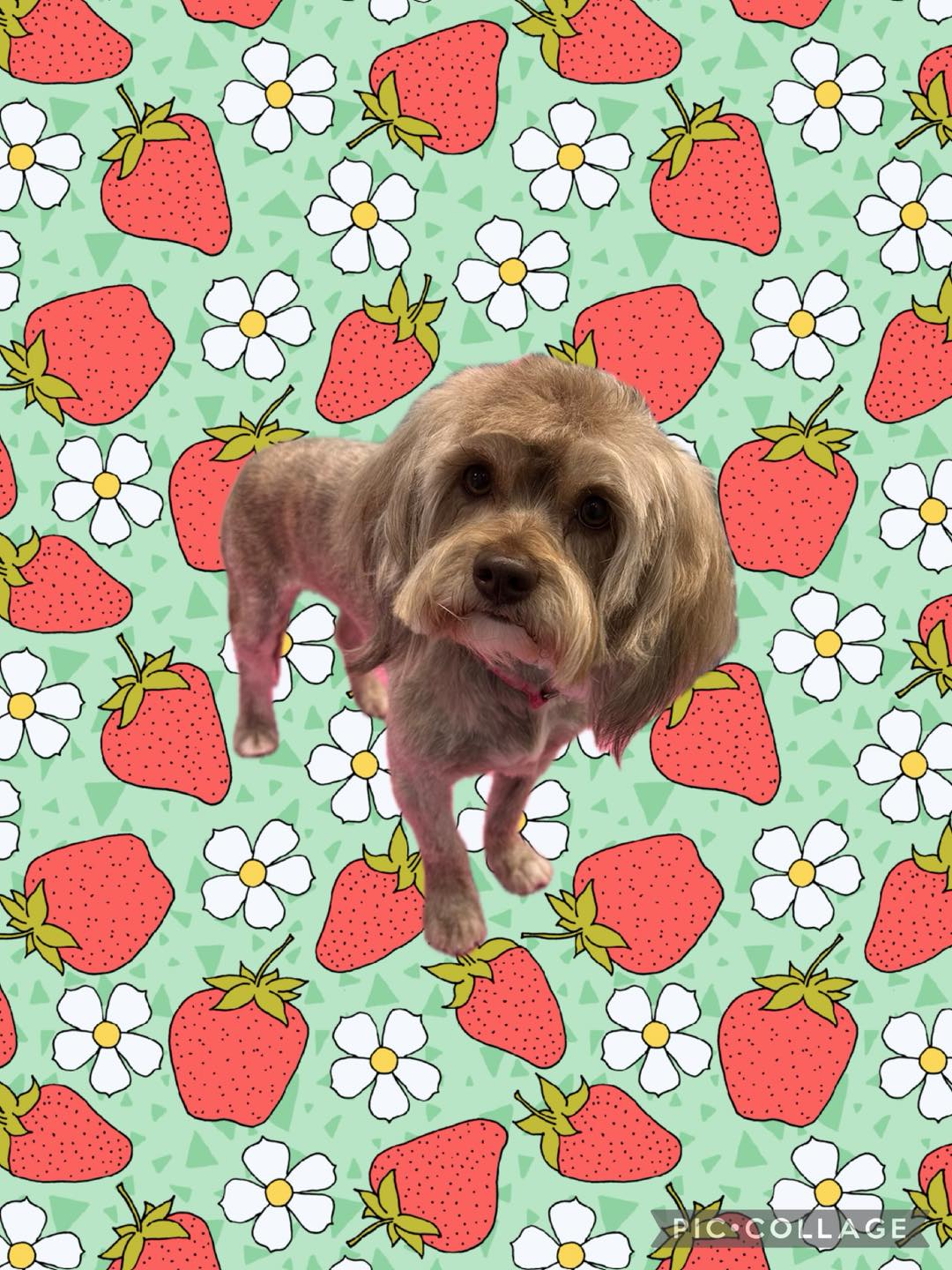 Sudsy's Muddy Paw Wash St. Peters