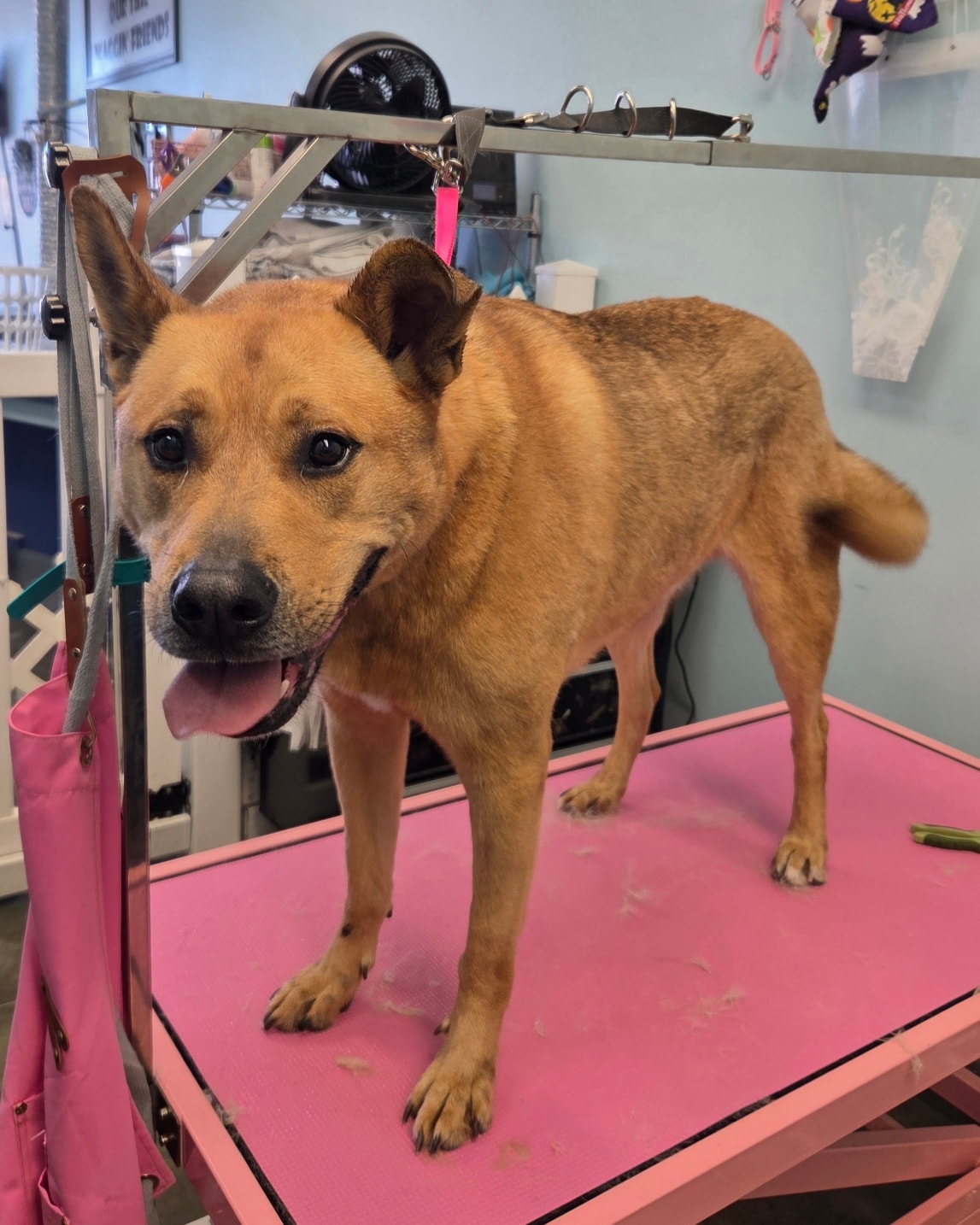 Sudsy's Muddy Paw Wash St. Peters