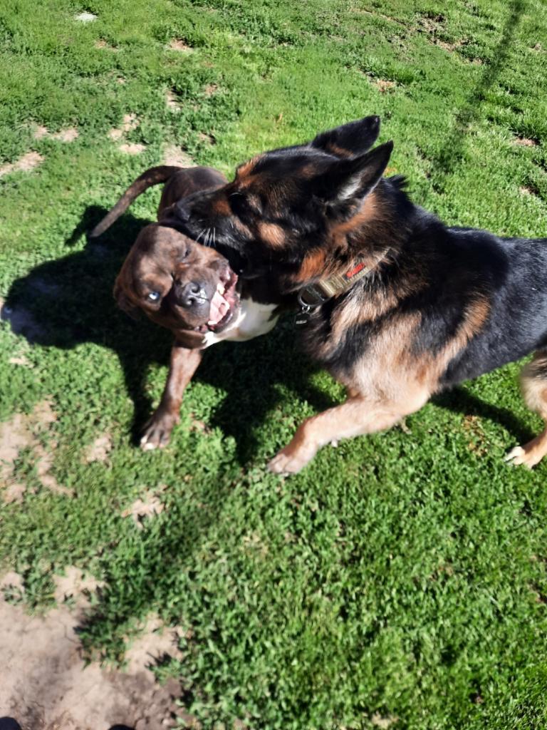 Twin Rivers Kennel St. Peters