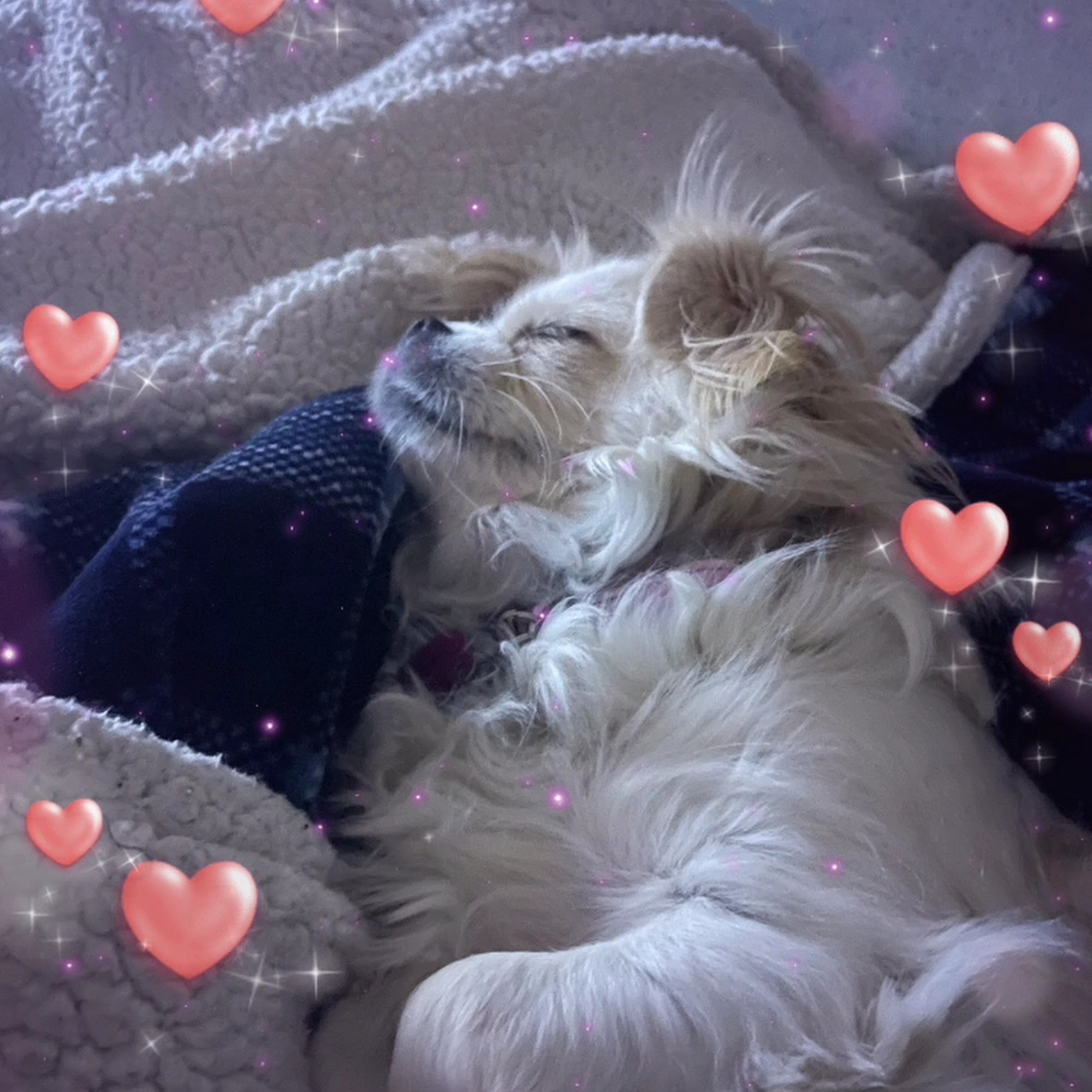 Hepler Animal Hospital St. Peters