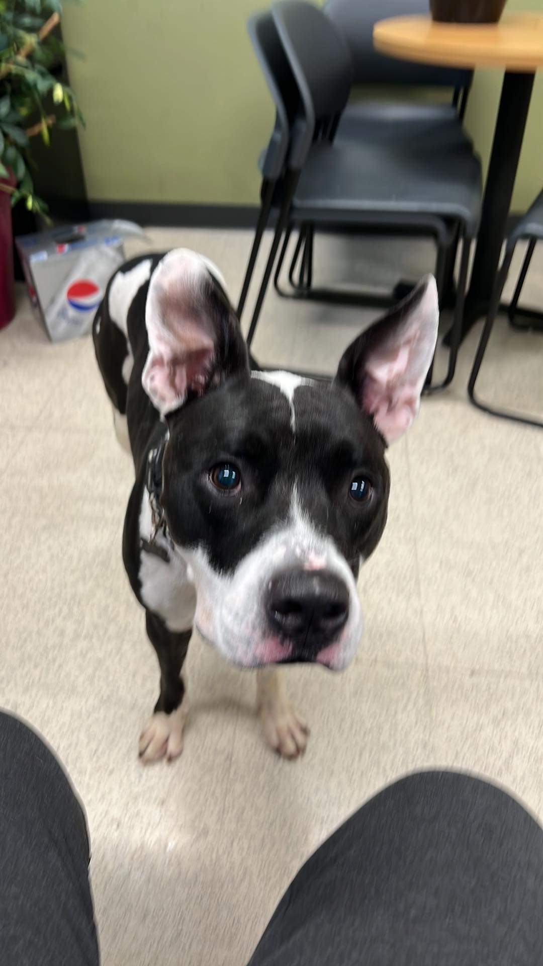 Friends of the Pet Adoption Center St. Peters