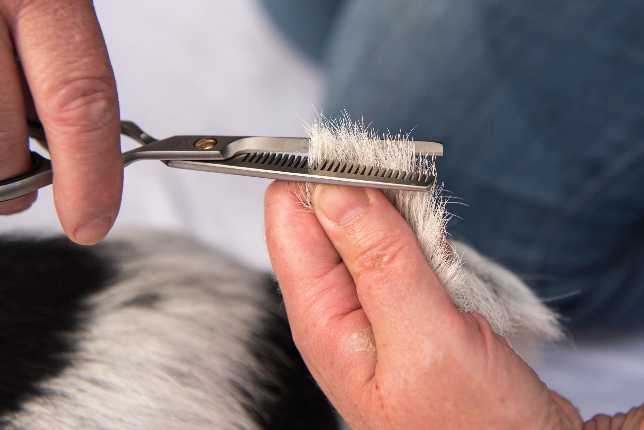 The Doghouse Grooming LLC Ste. Genevieve