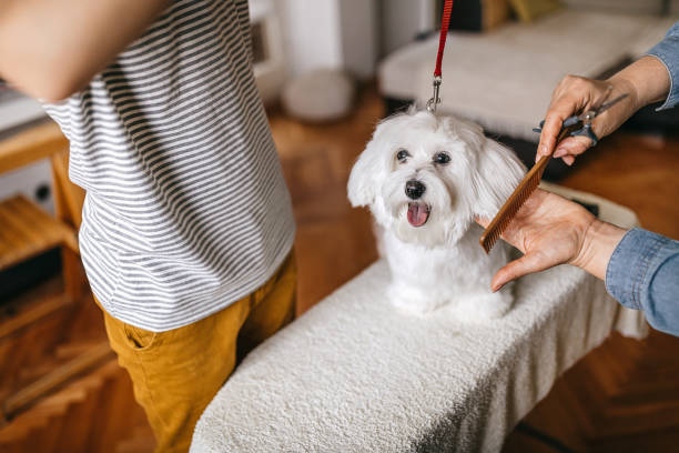 The Doghouse Grooming LLC Ste. Genevieve