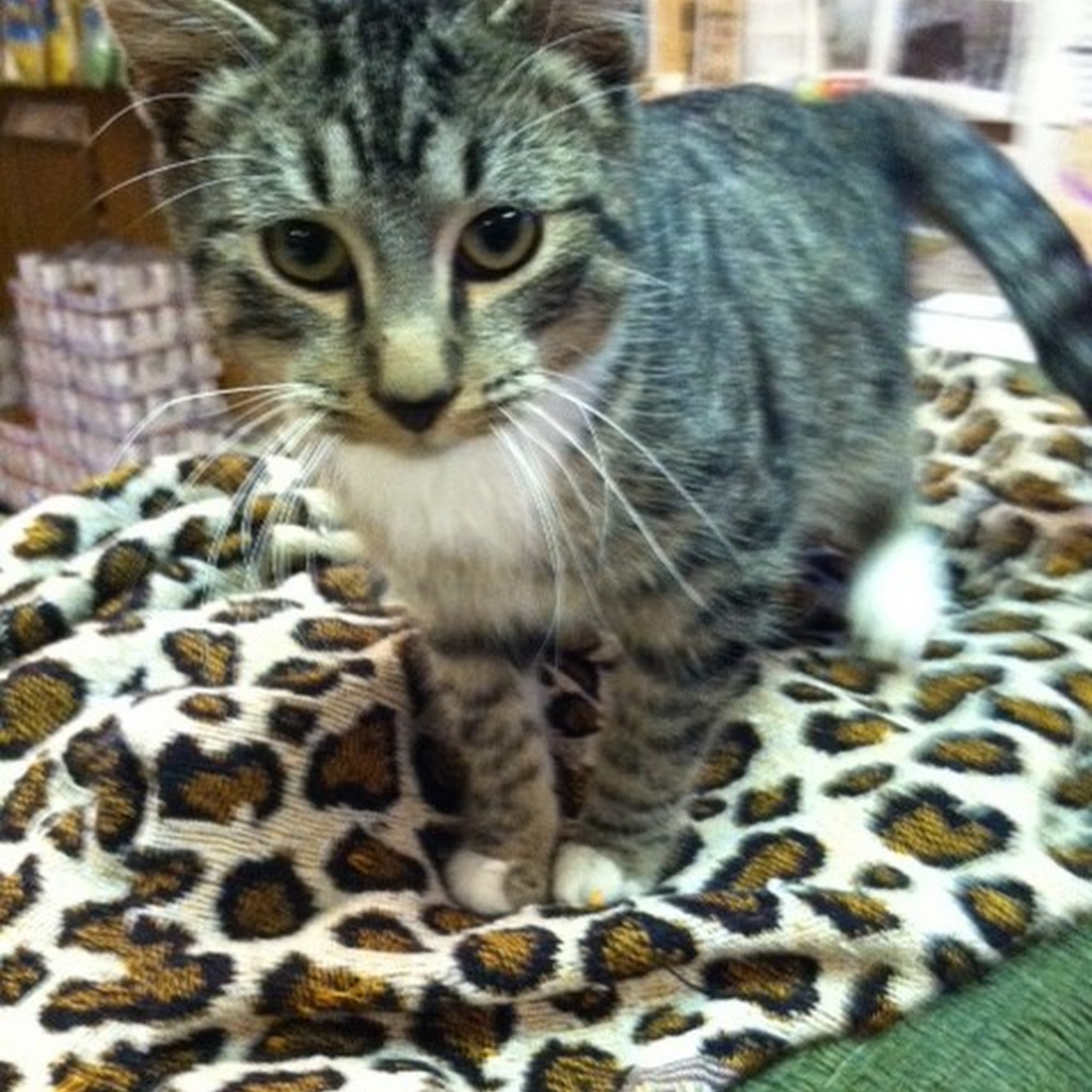 Cramer Veterinary Clinic Stockton