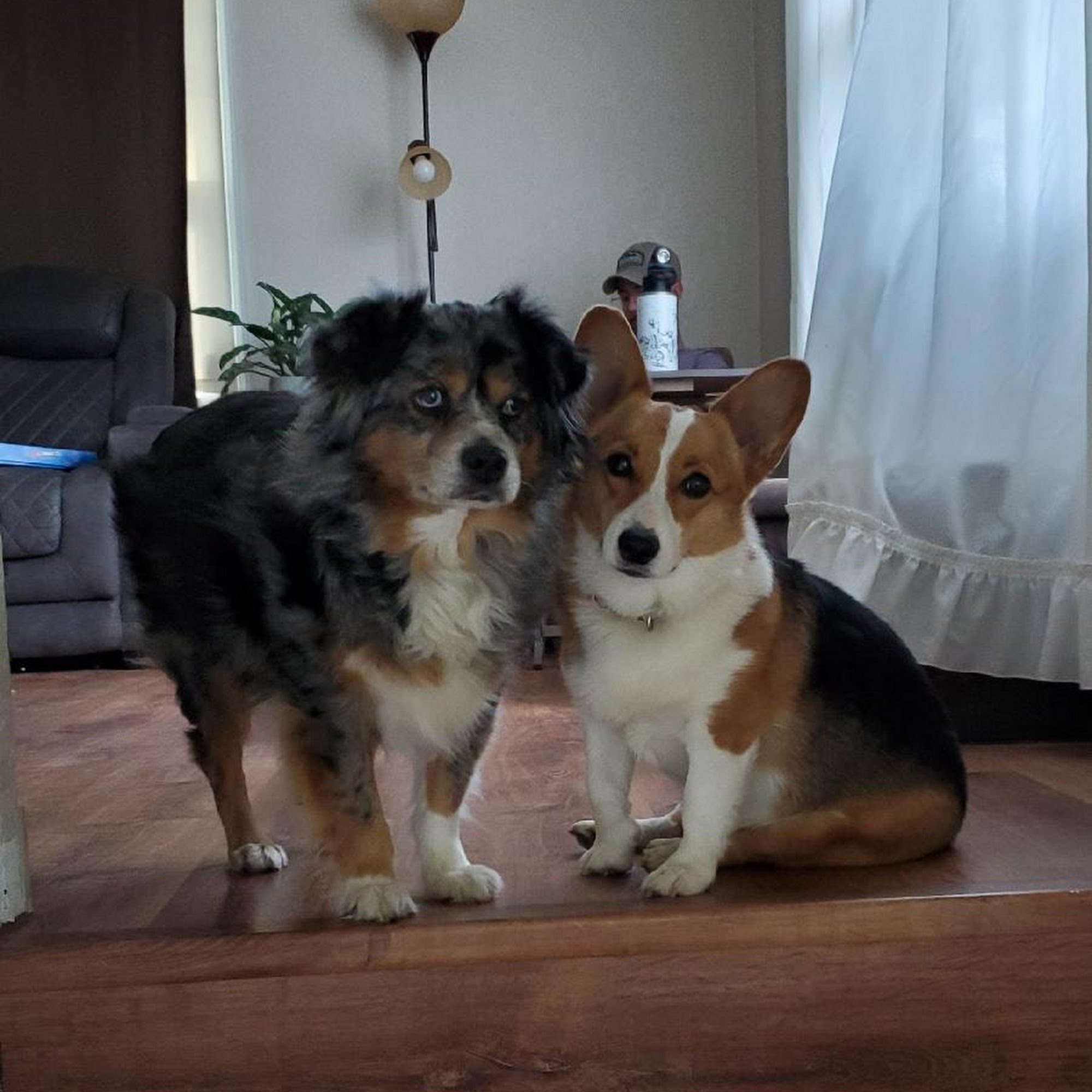 Lake Animal Clinic Stockton