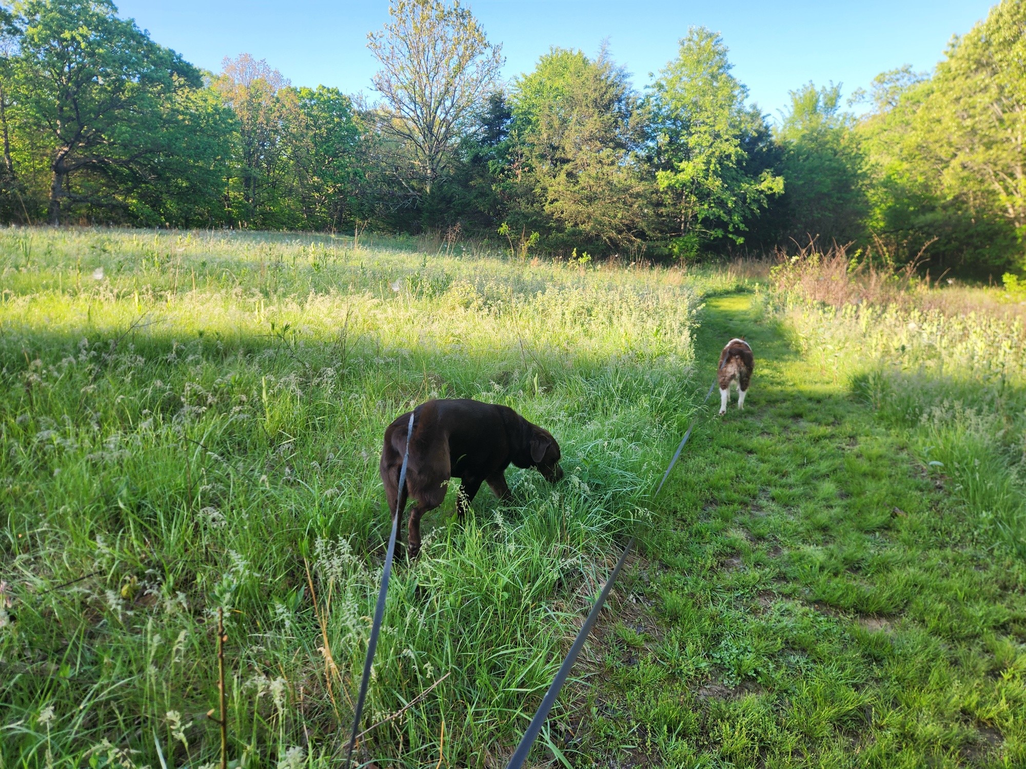 All Creatures Boarding Kennel, LLC Stover