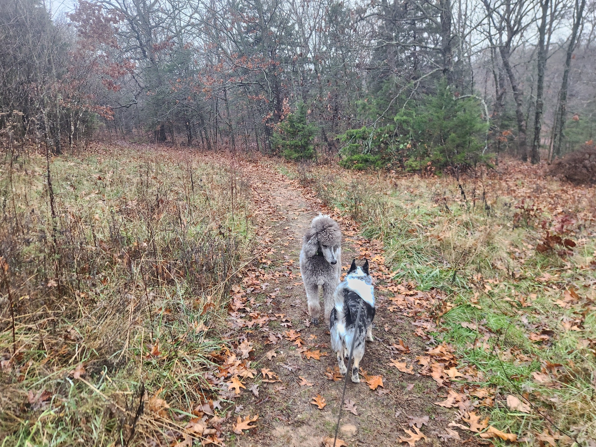 All Creatures Boarding Kennel, LLC Stover