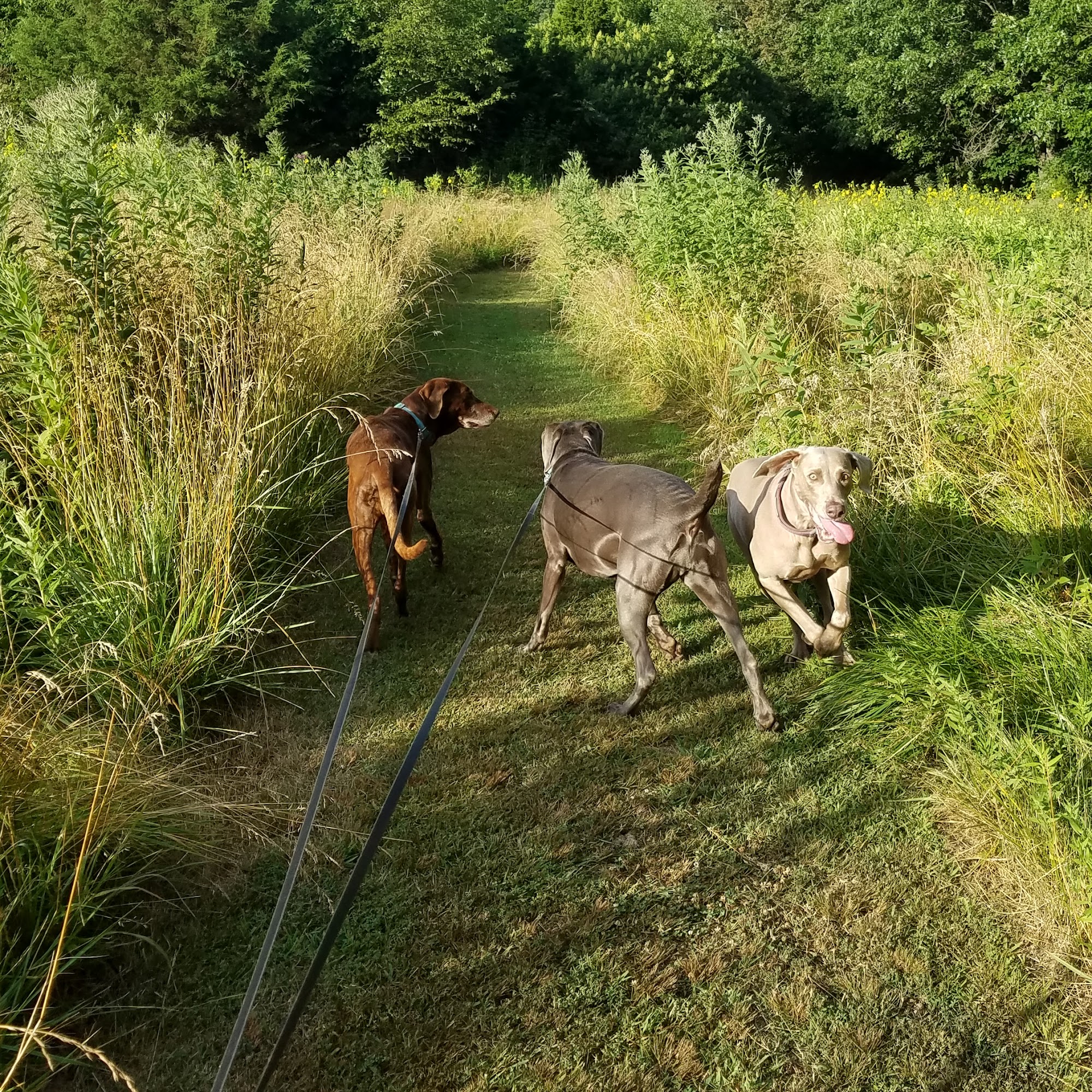All Creatures Boarding Kennel, LLC Stover