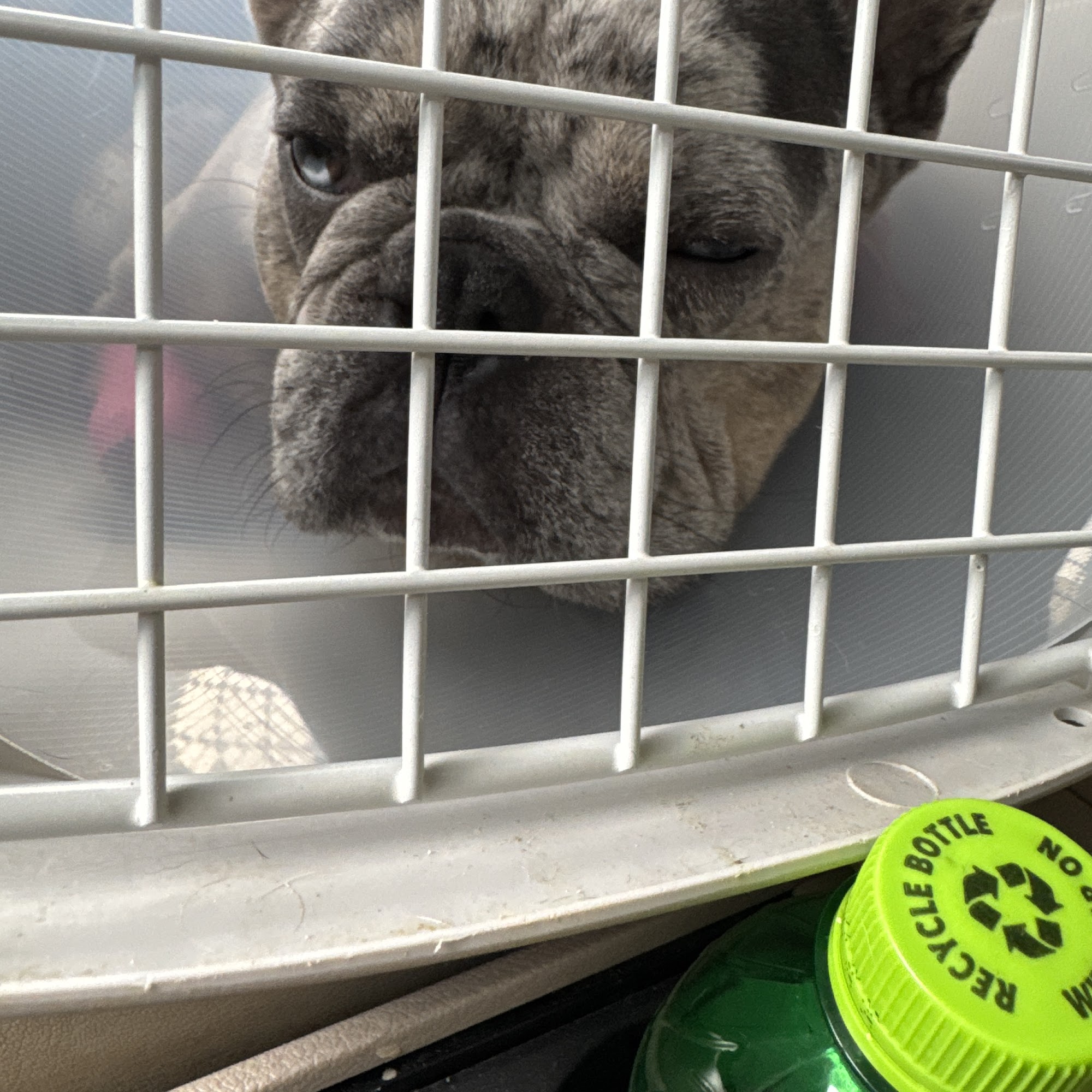 Strafford Veterinary Clinic Strafford