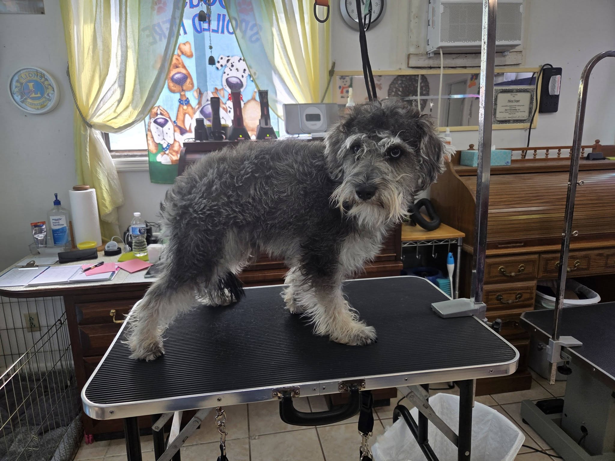 Puppy Lovin' Palace Sunrise Beach