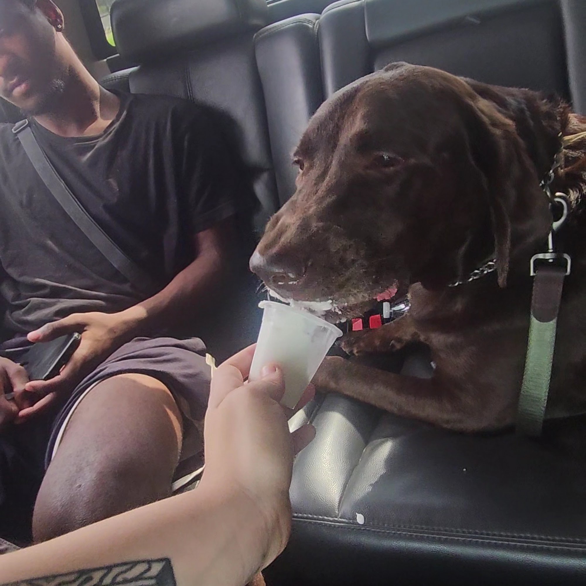 Town and Country Veterinary Hospital Town and Country