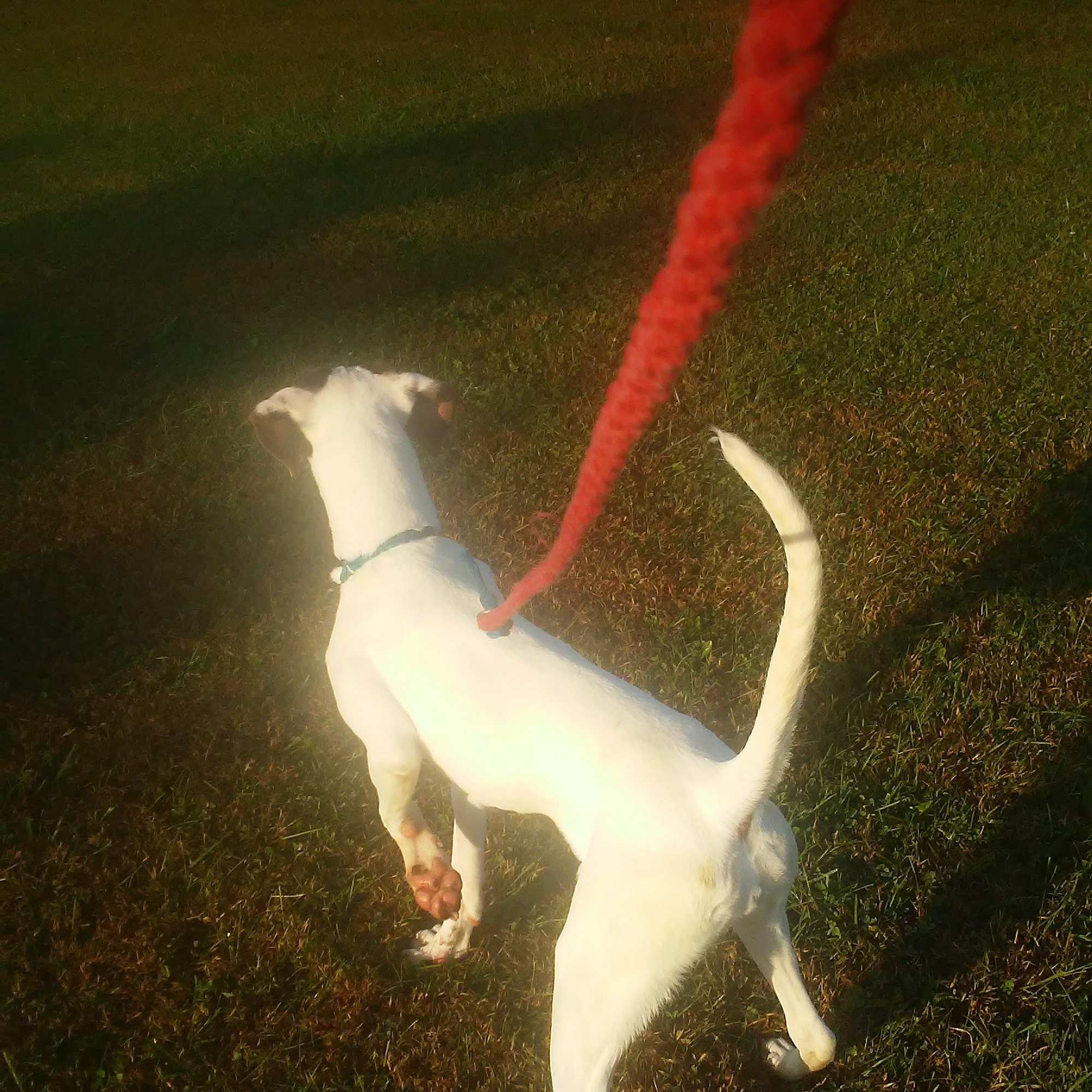 Honey Creek Veterinary Hospital Trenton